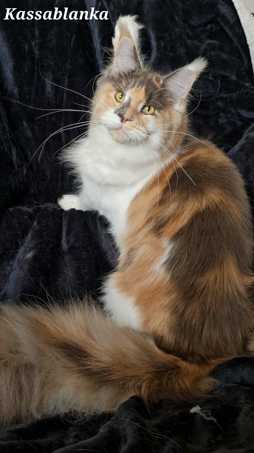 VideoCapture 20240322-190743