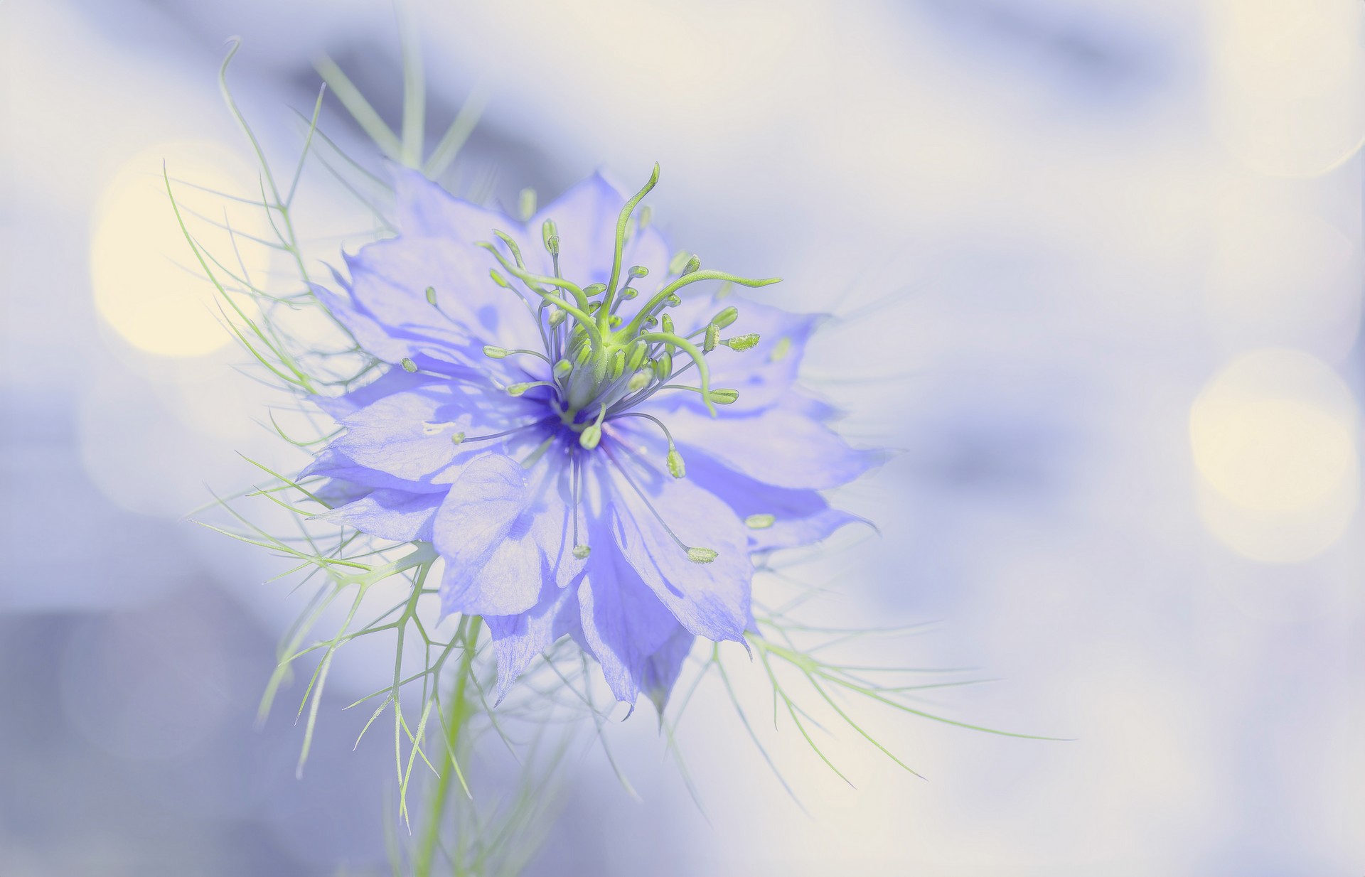 Fleur bleue sur feuille