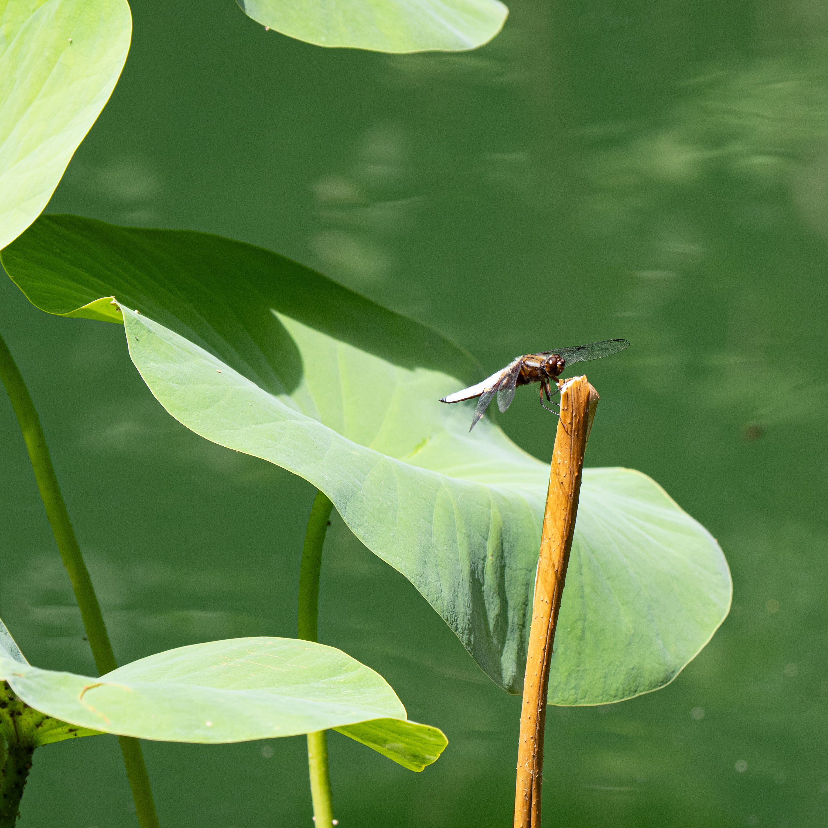 Marianne piquet ducourneau vive l eau