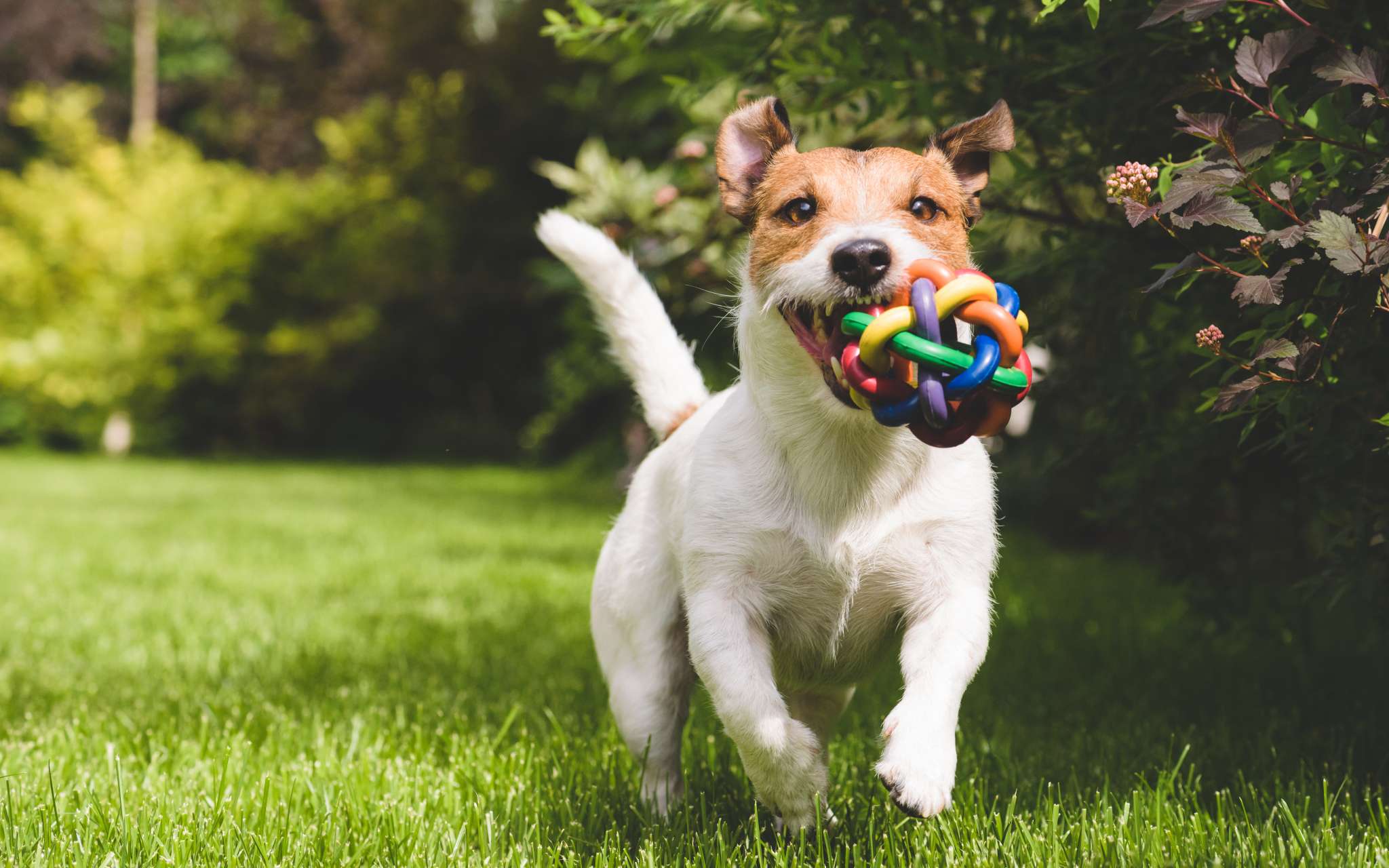 Jouer avec son chien 52