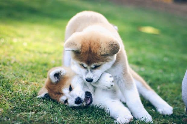 Jeux chiots akita inu 620x414