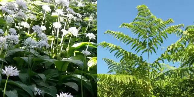 mélange purin d'ail et de fougère