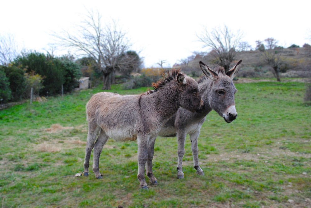 Papageno et goupille 1