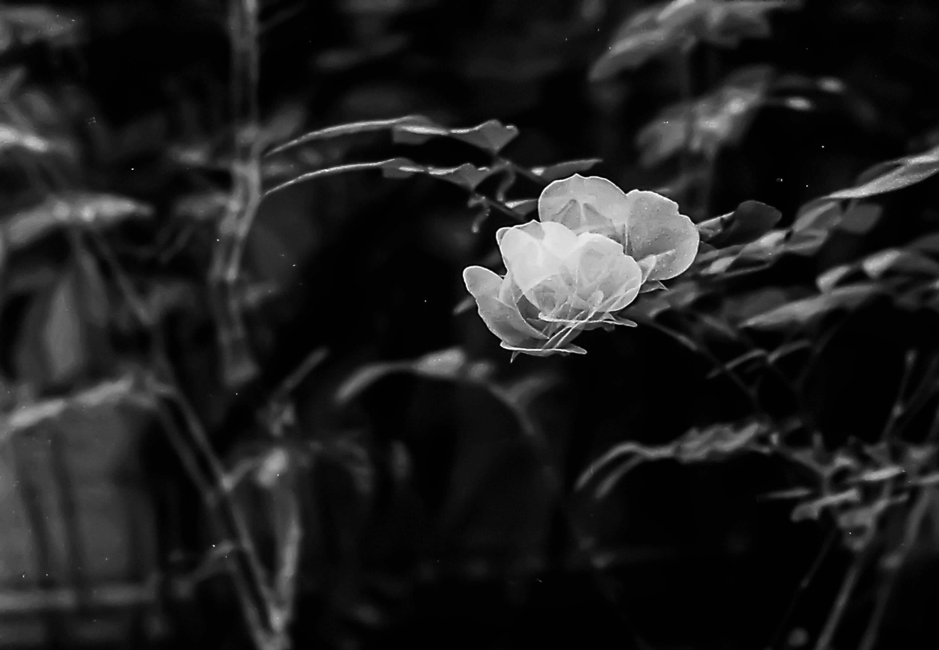 Agfa400 rocohrz750 1