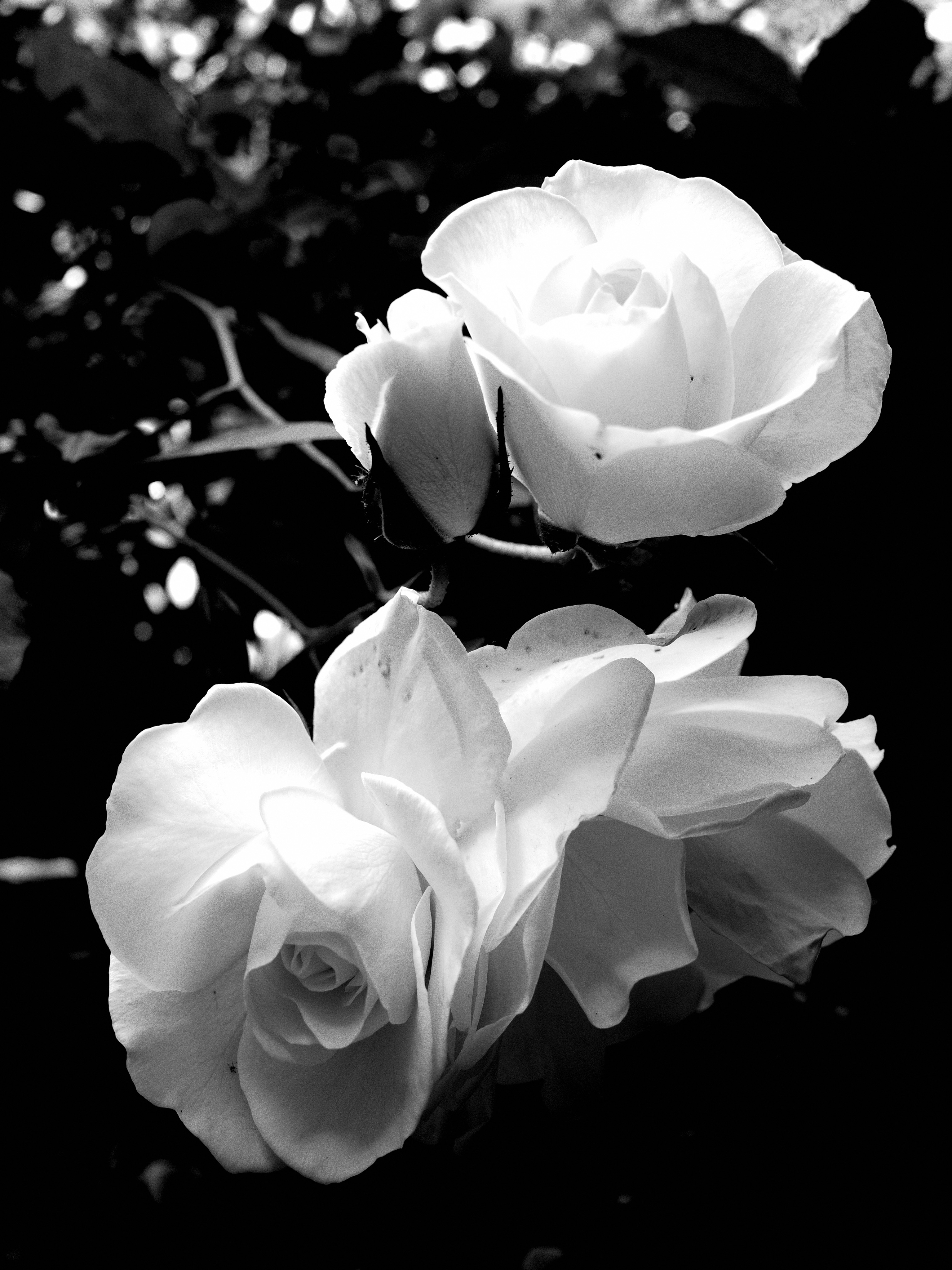 57a74ccc 566b 4656 9ead efc9a10b9243