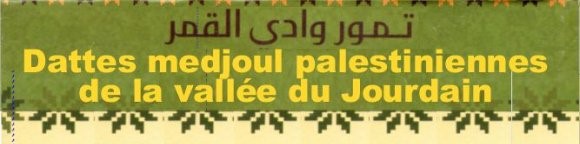 LES DATTES MEDJOUL SONT ARRIVEES!