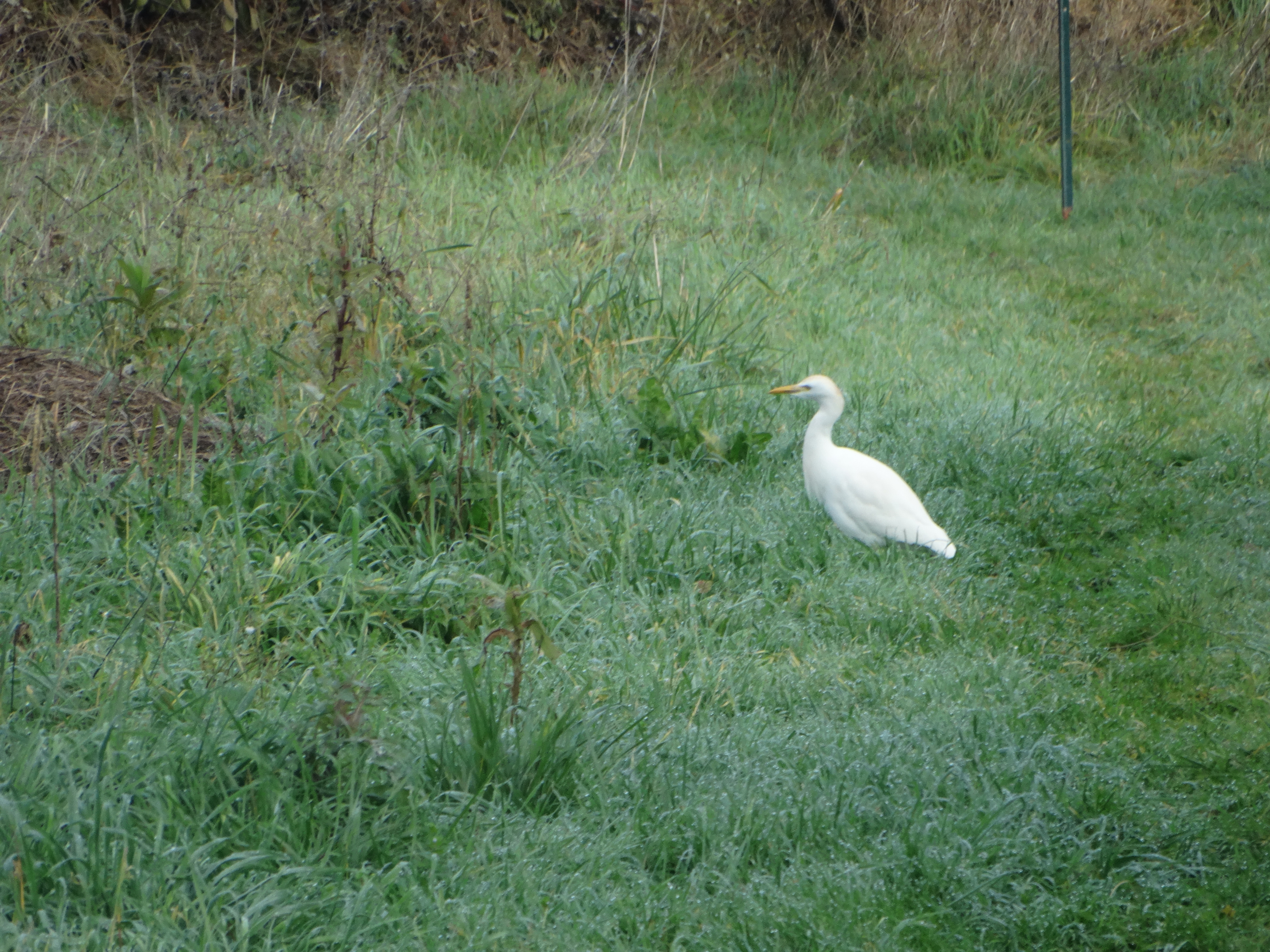 Les hérons garde-boeufs