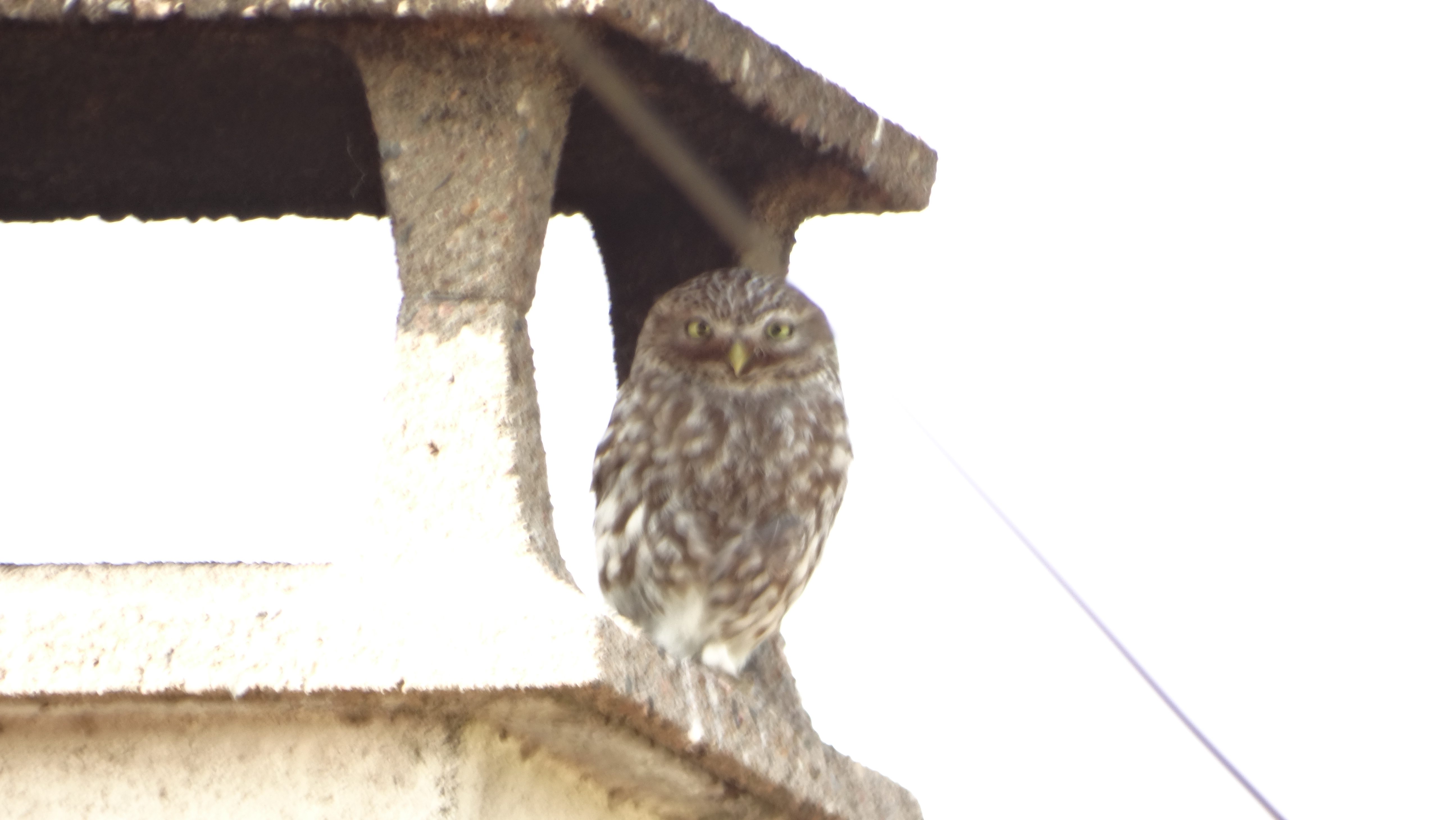 La chevêche d'Athéna