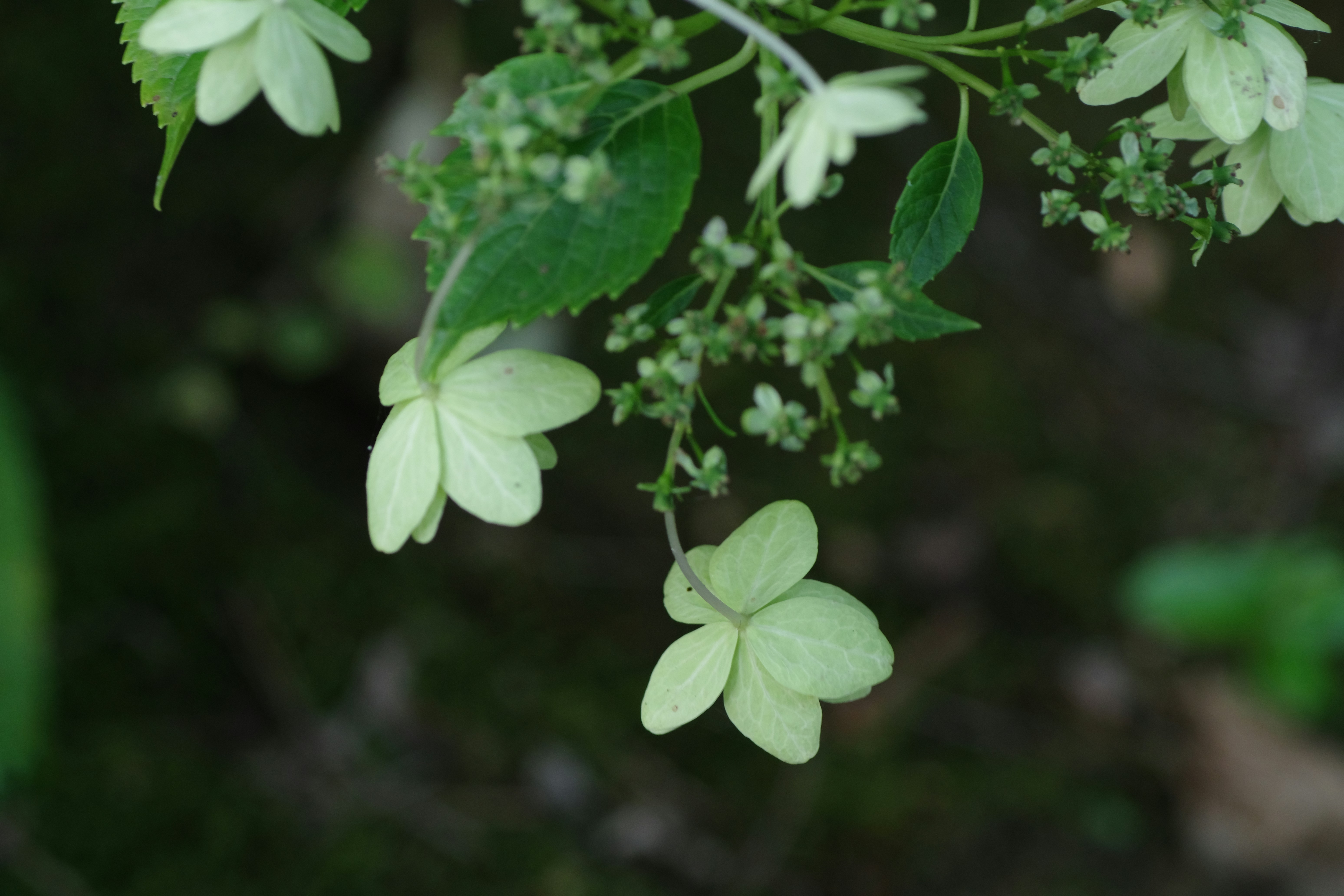 Feuillage délicat aux teintes vert sauge, évoquant un cadre apaisant et bienveillant pour une thérapie axée sur l’écoute et l’accompagnement.