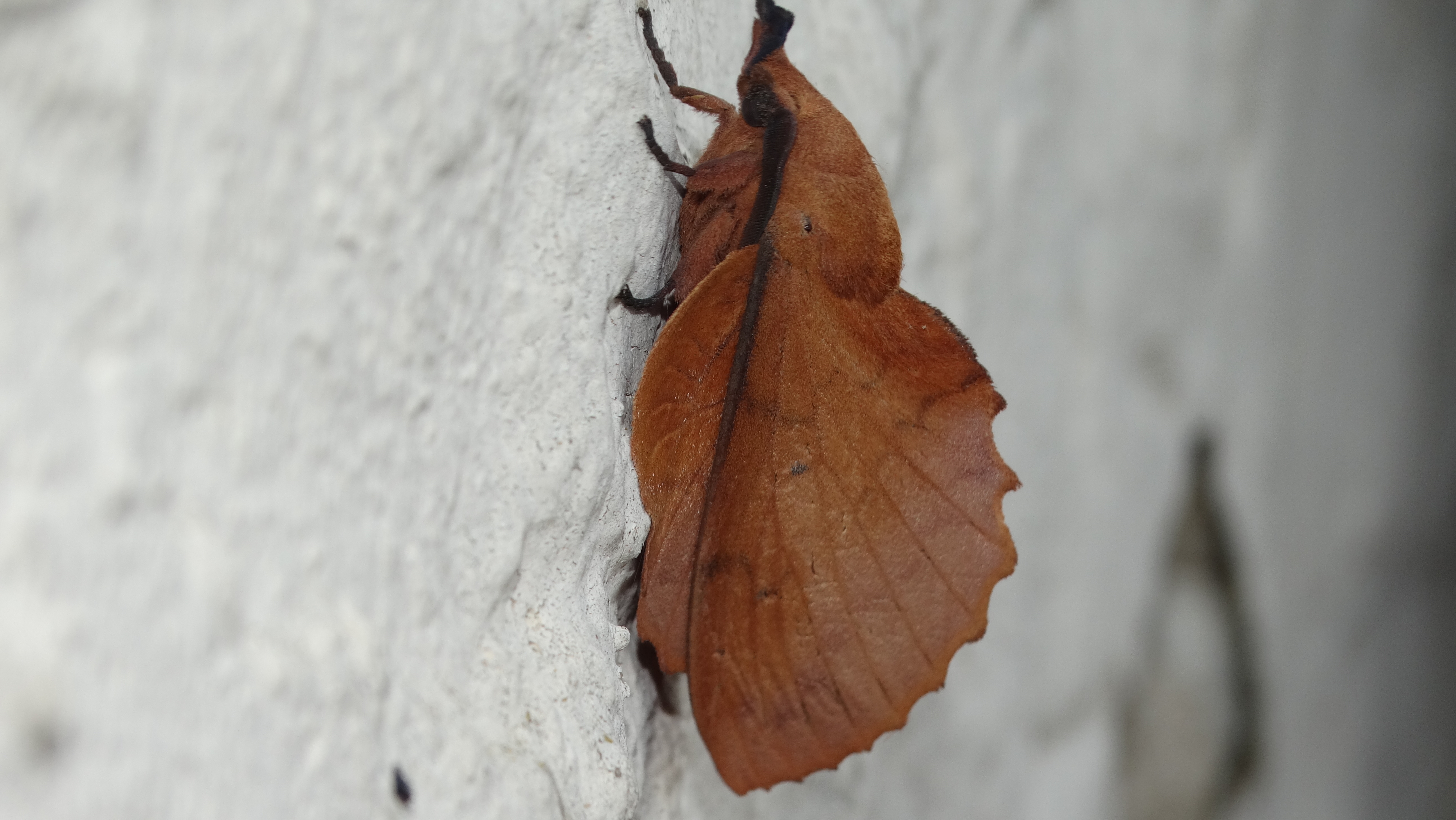 Non, non, ce n'est pas une feuille !