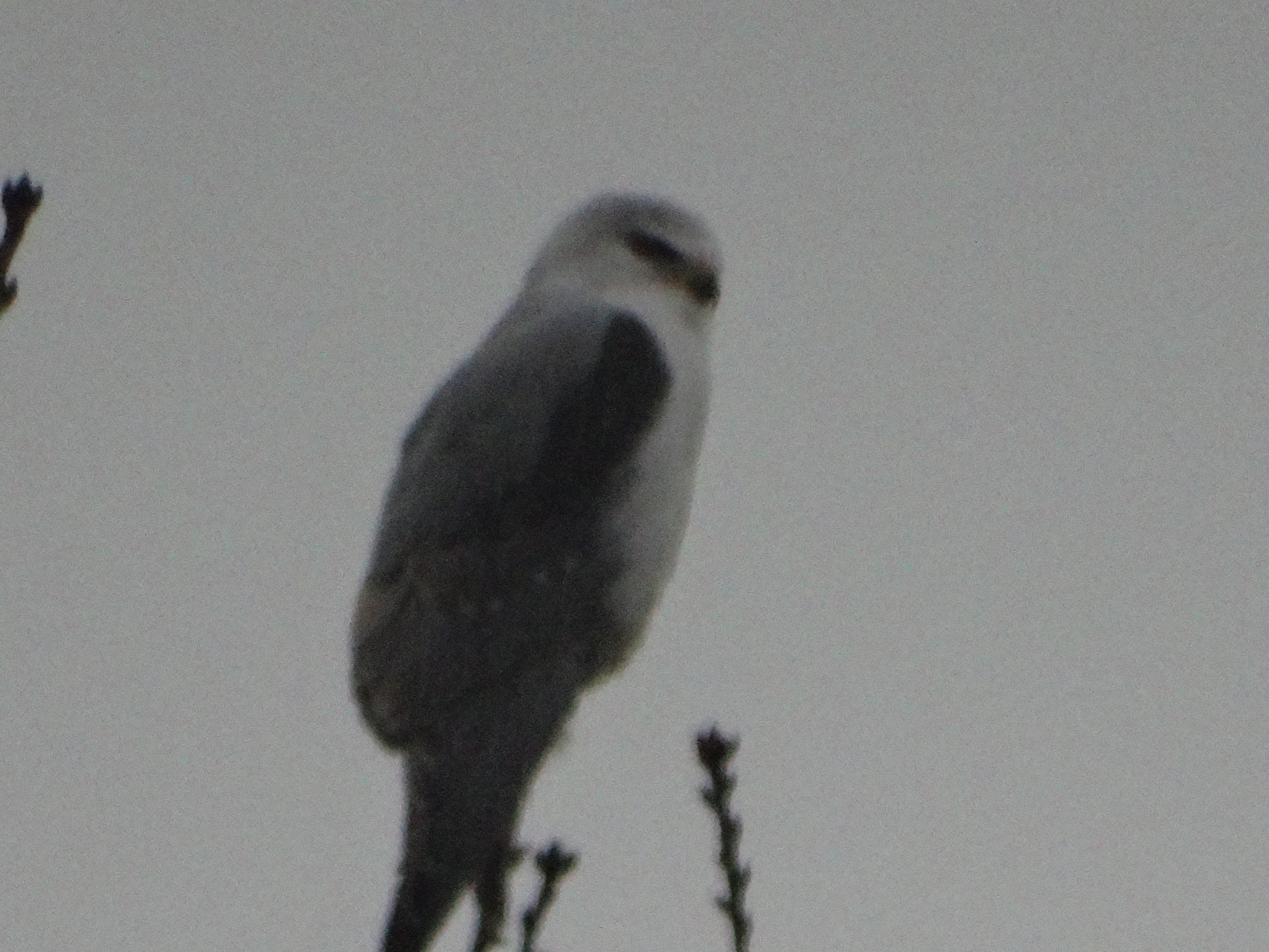 L'élégant élanion blanc !