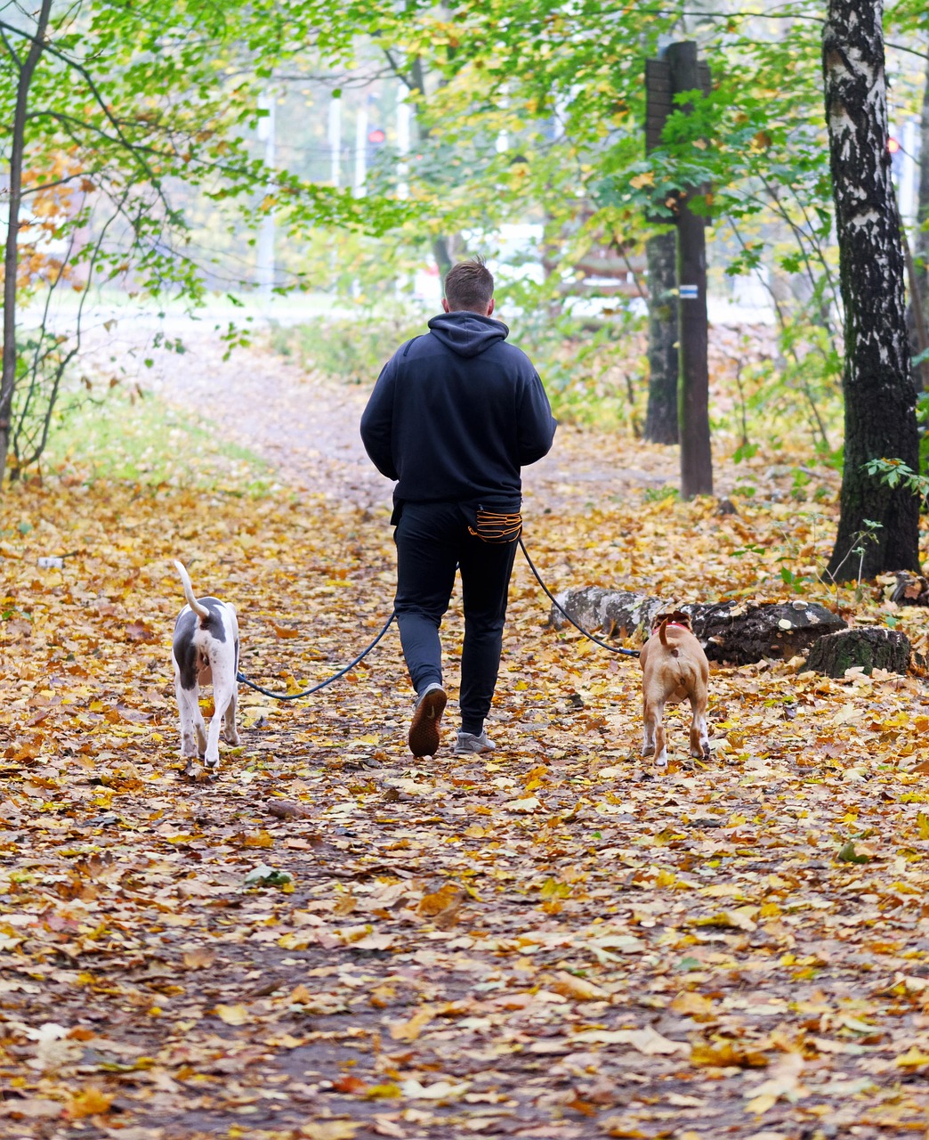 Chien confiant et épanoui marchant avec son maitre sans collier étrangleur