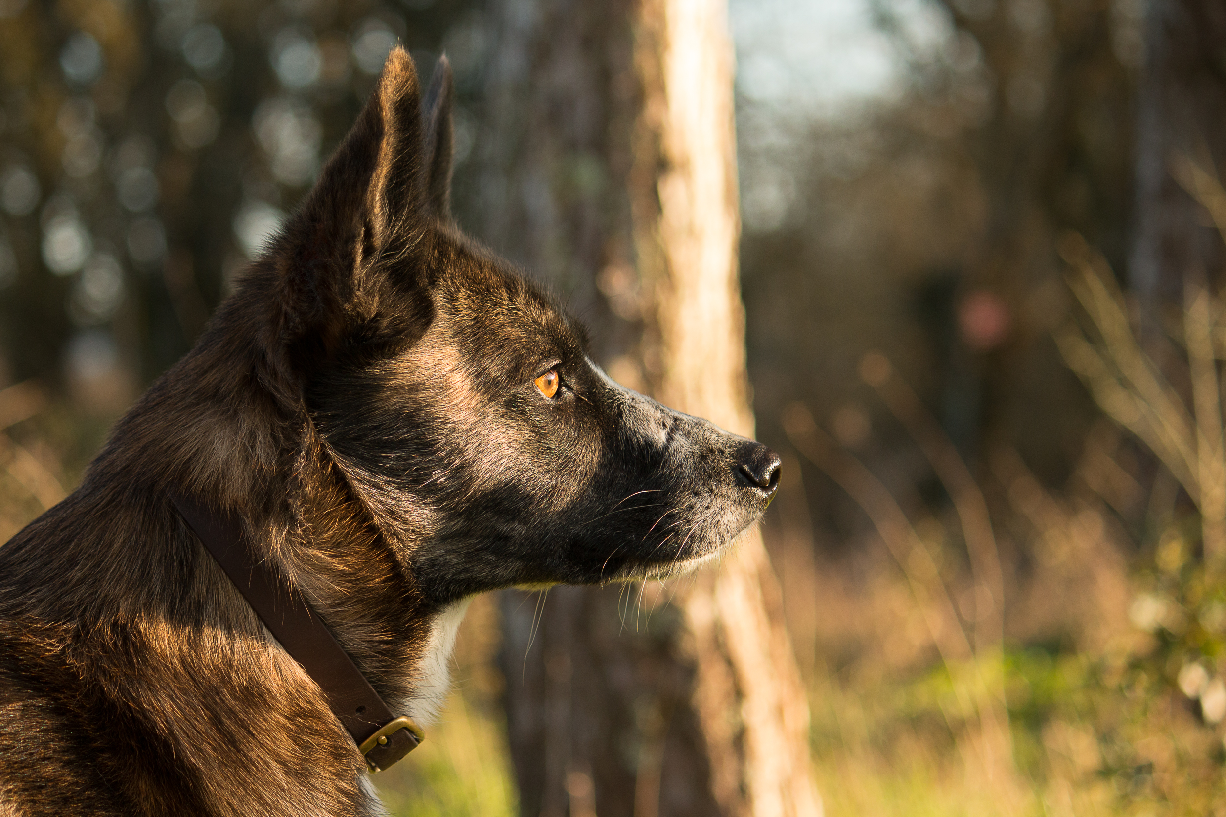 Chien attentif : réponses aux questions fréquentes sur l'éducation positive