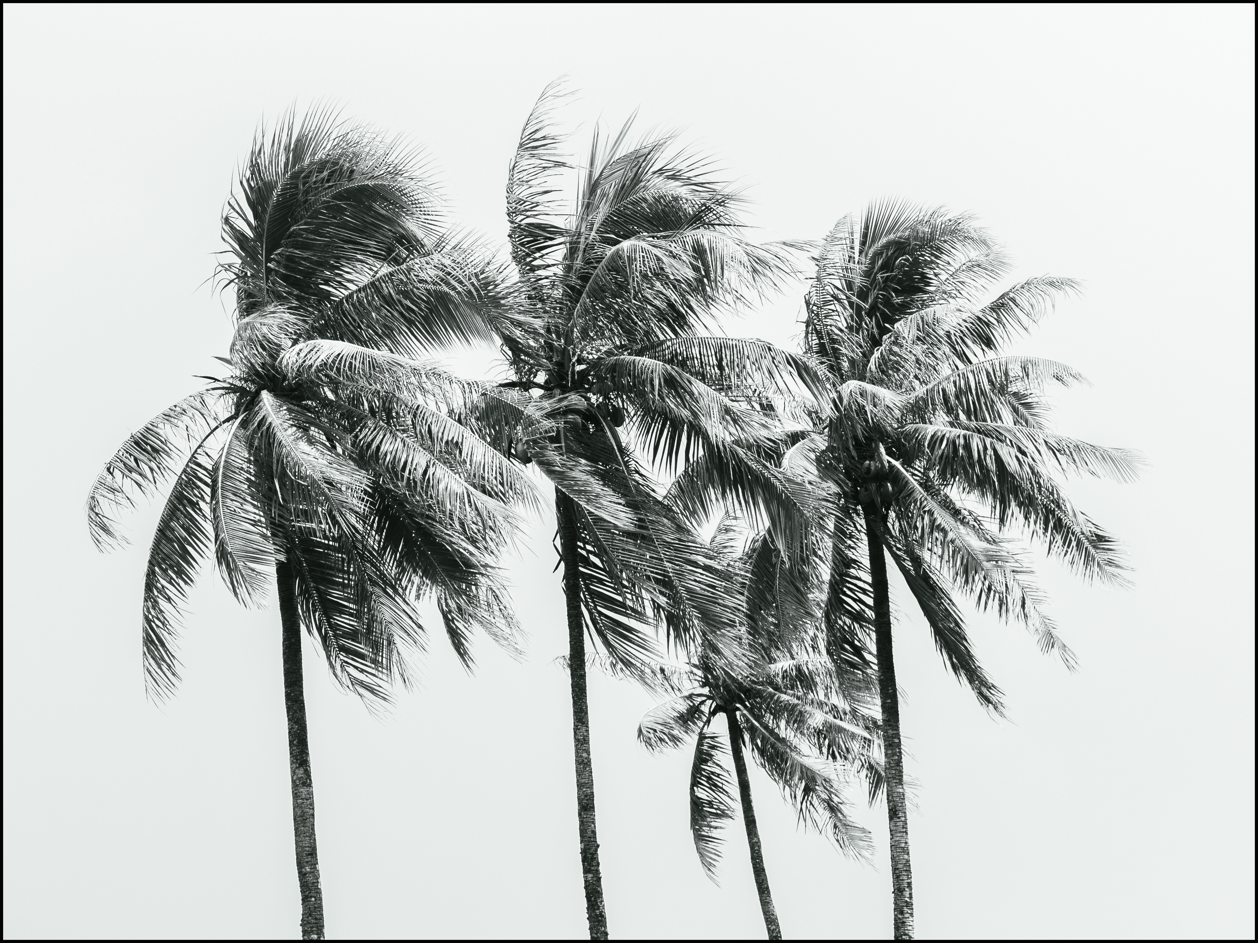 Eloise le vent des iles