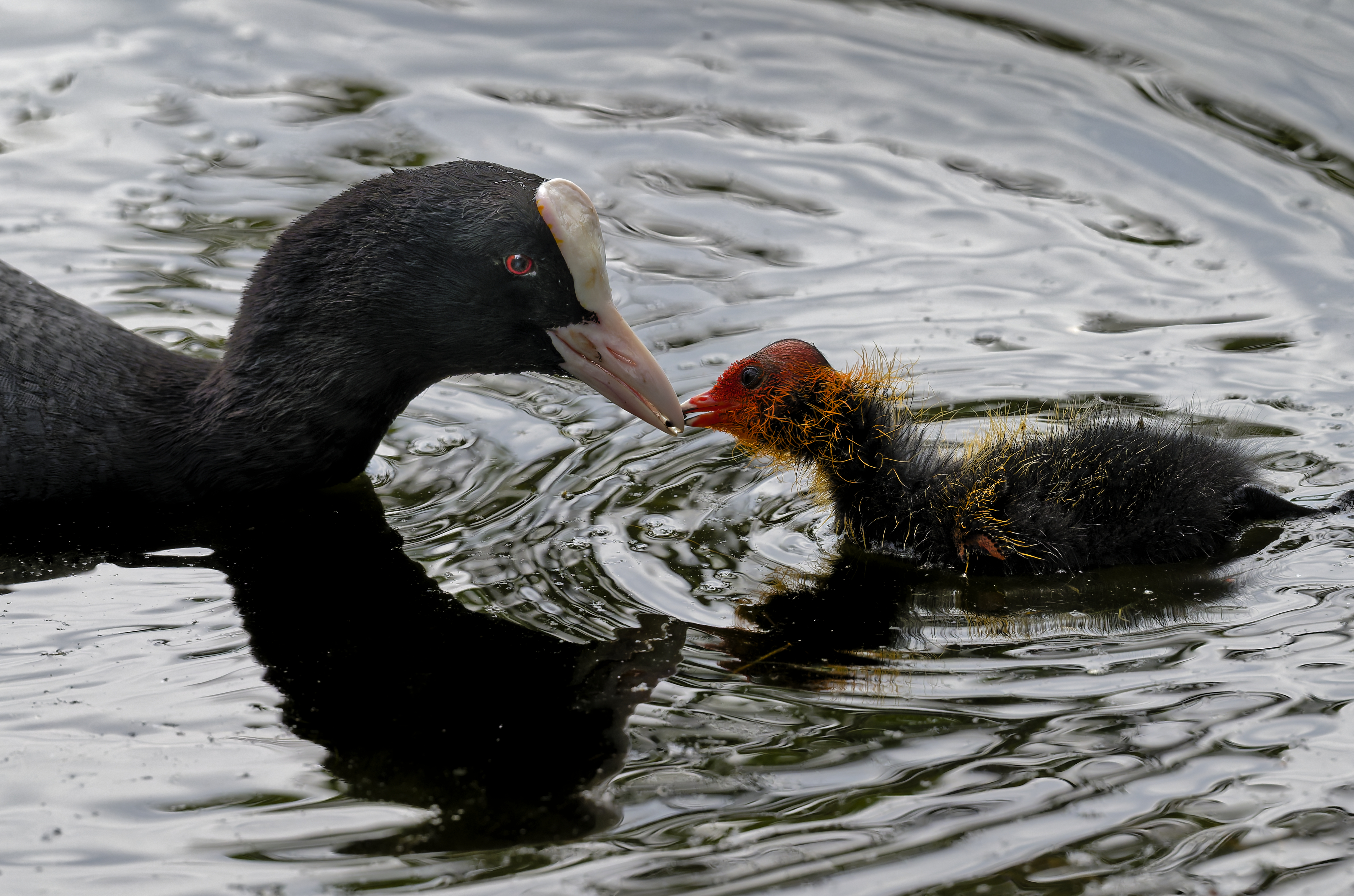 Pierreemile ju la becquee