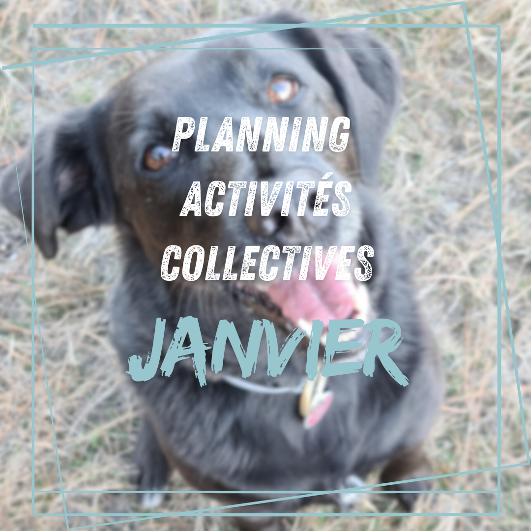 Planning activités collectives Janvier 2026