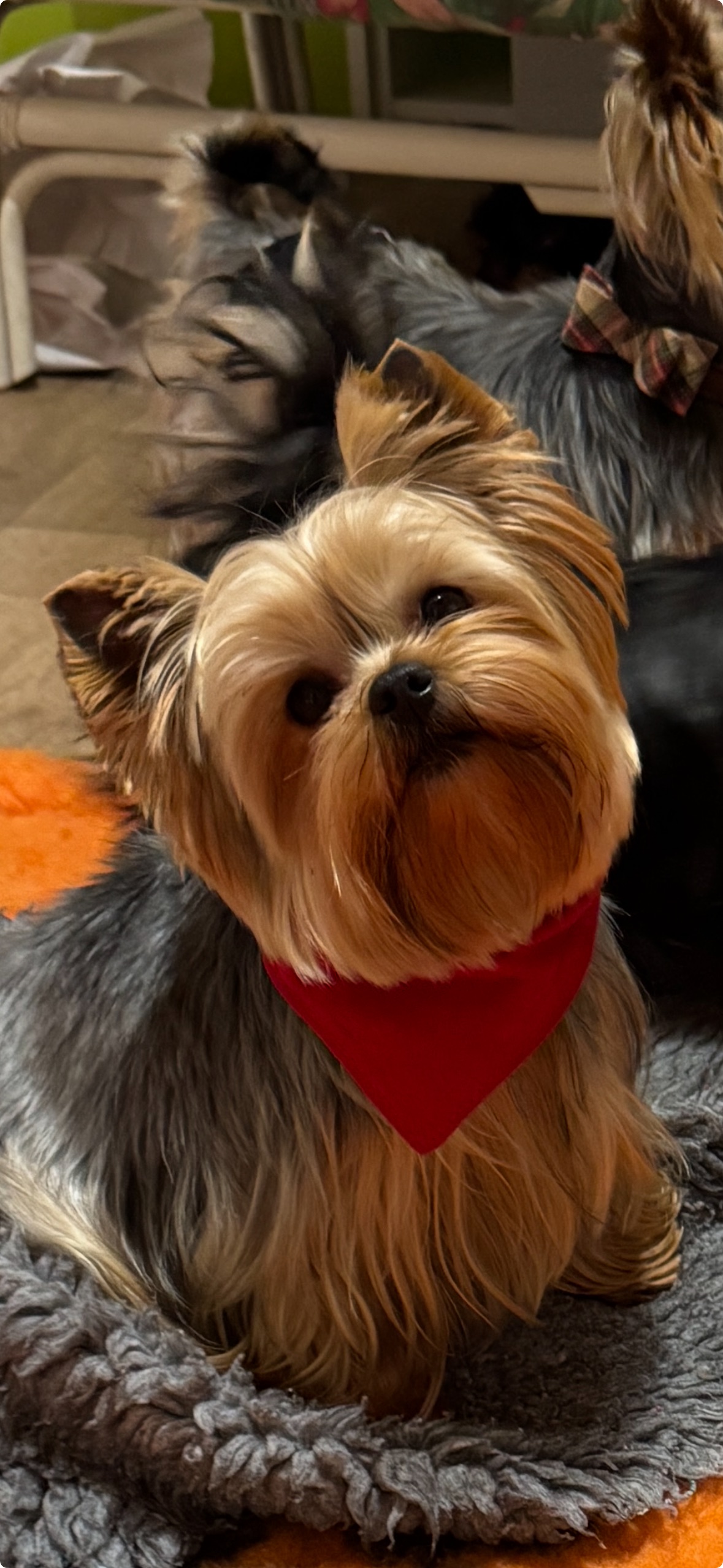 Afficher-les-photos-recentes