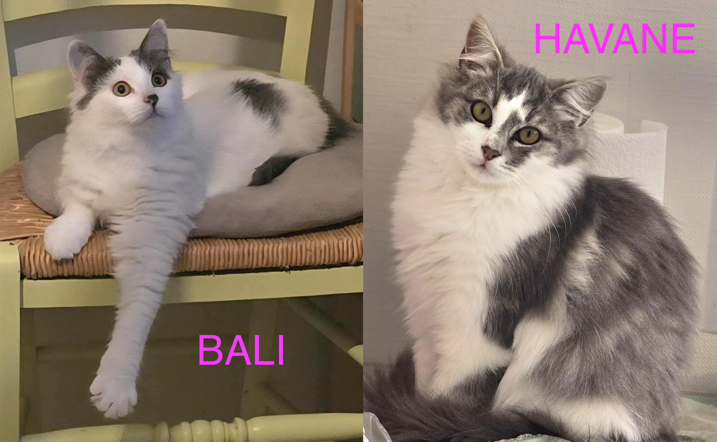 Havane-imageonline-co-merged