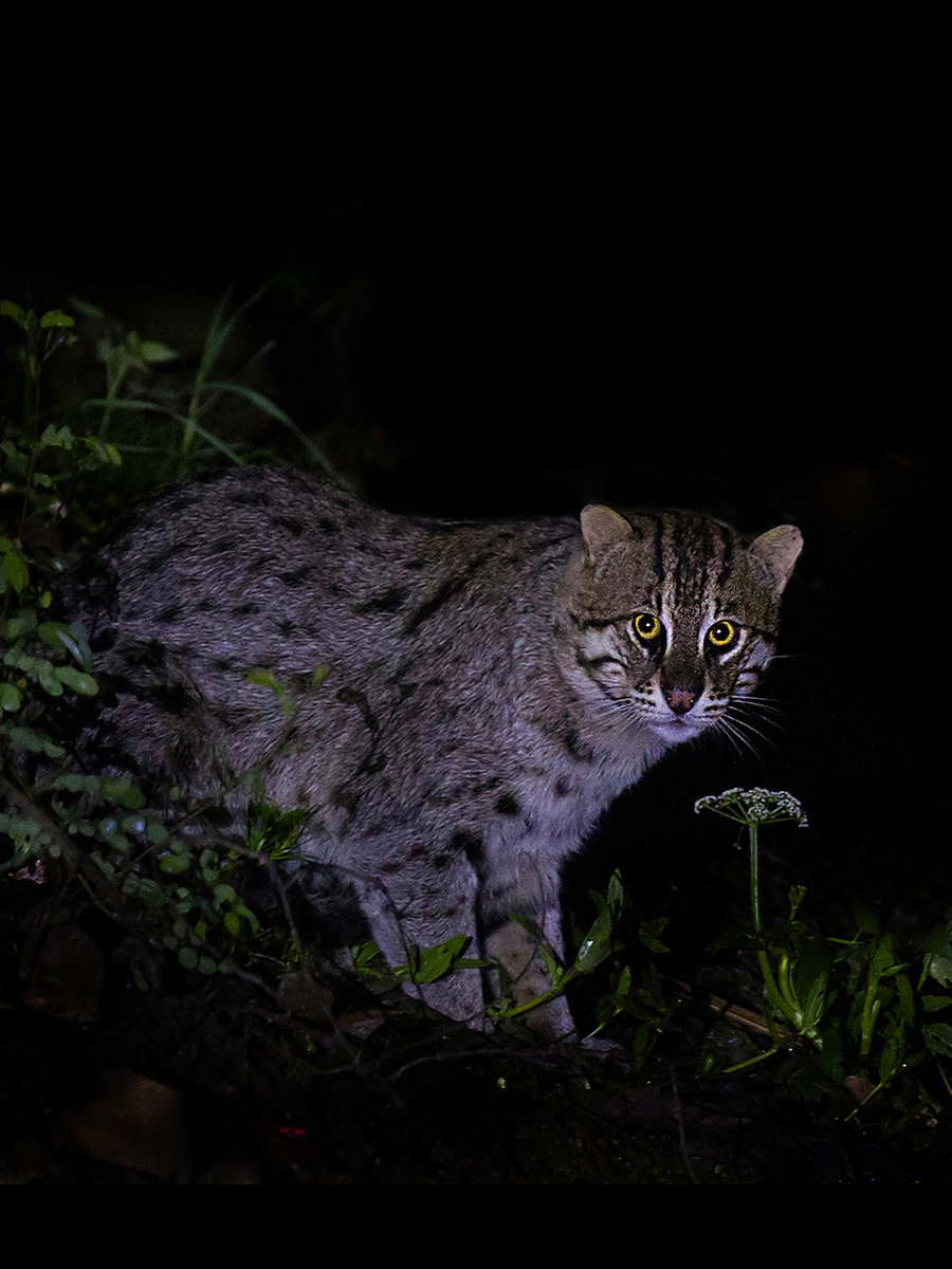 Fishing cat 2 shantanu prasad
