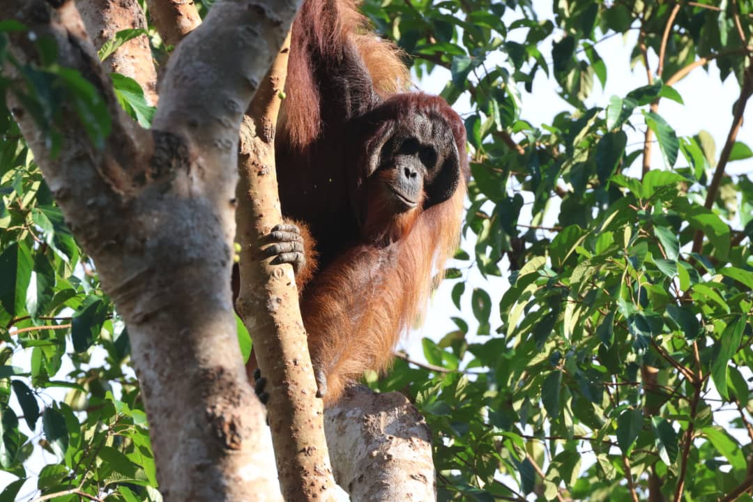 Whatsapp image 2025 11 03 at 16 21 45 1 