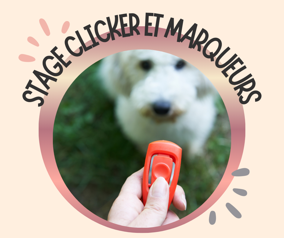 Stage canin : Clicker trainig
