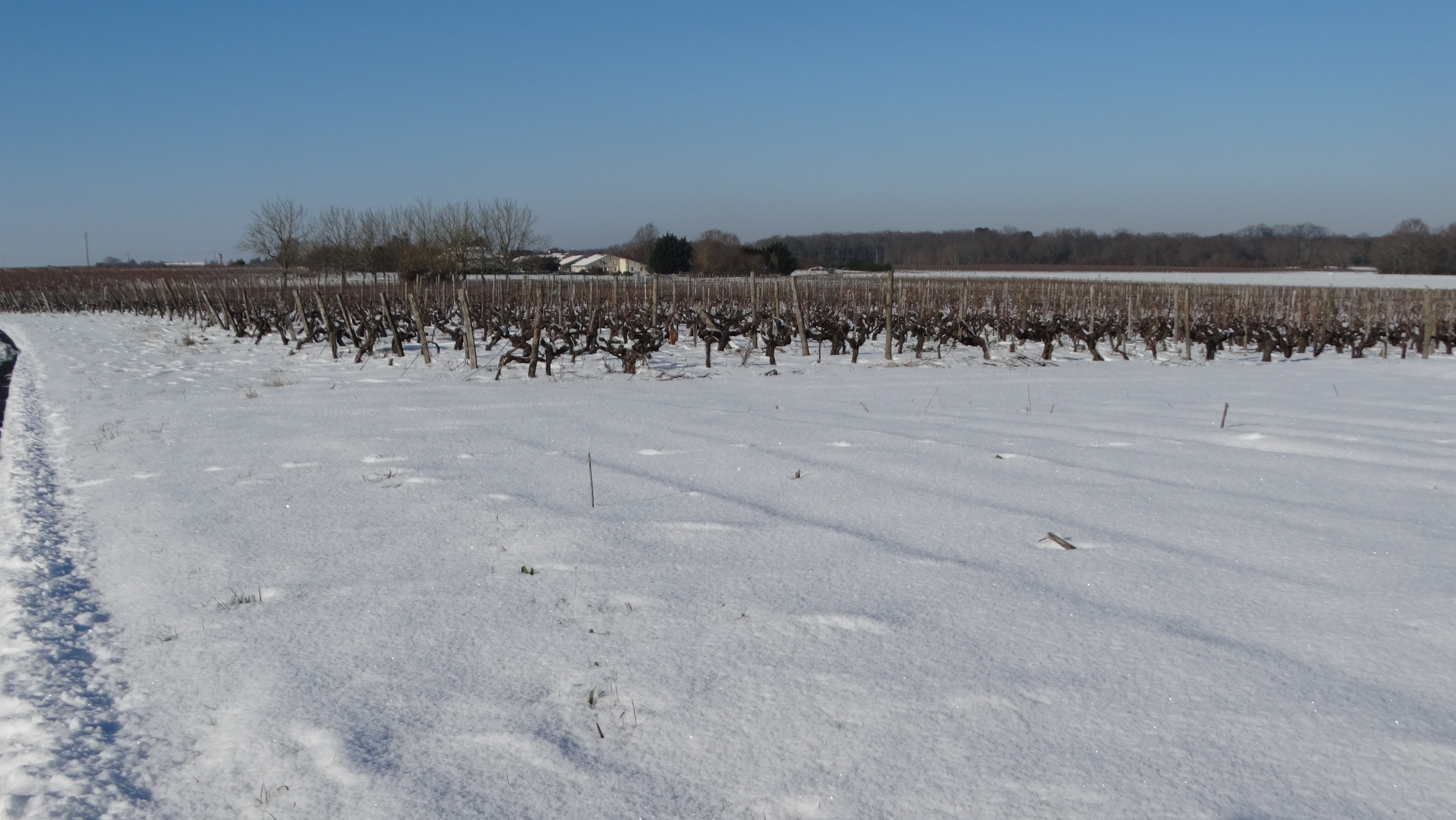Les vignes dans la neige !