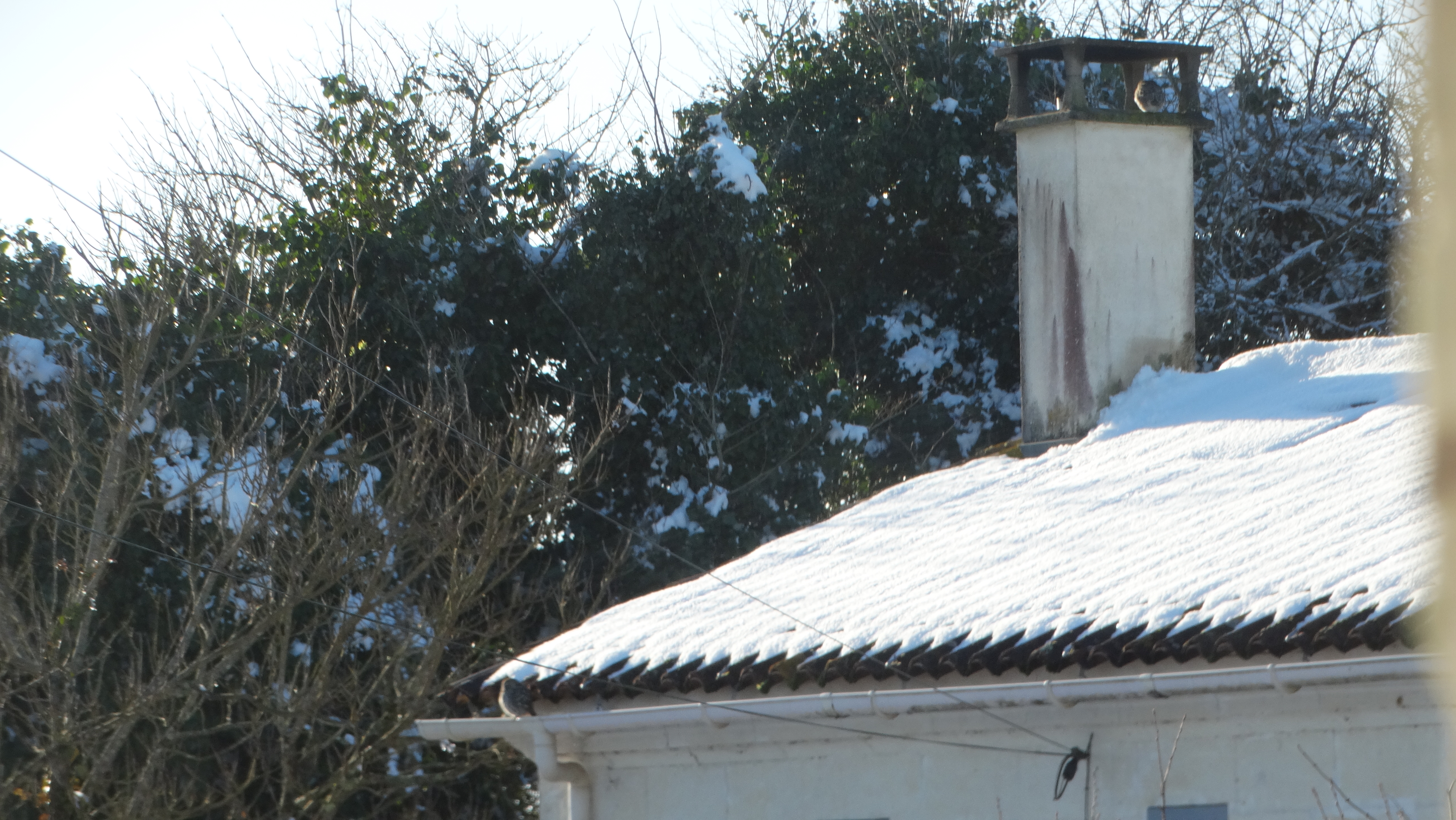 Voyez-vous le couple de chouettes sur la photo ?