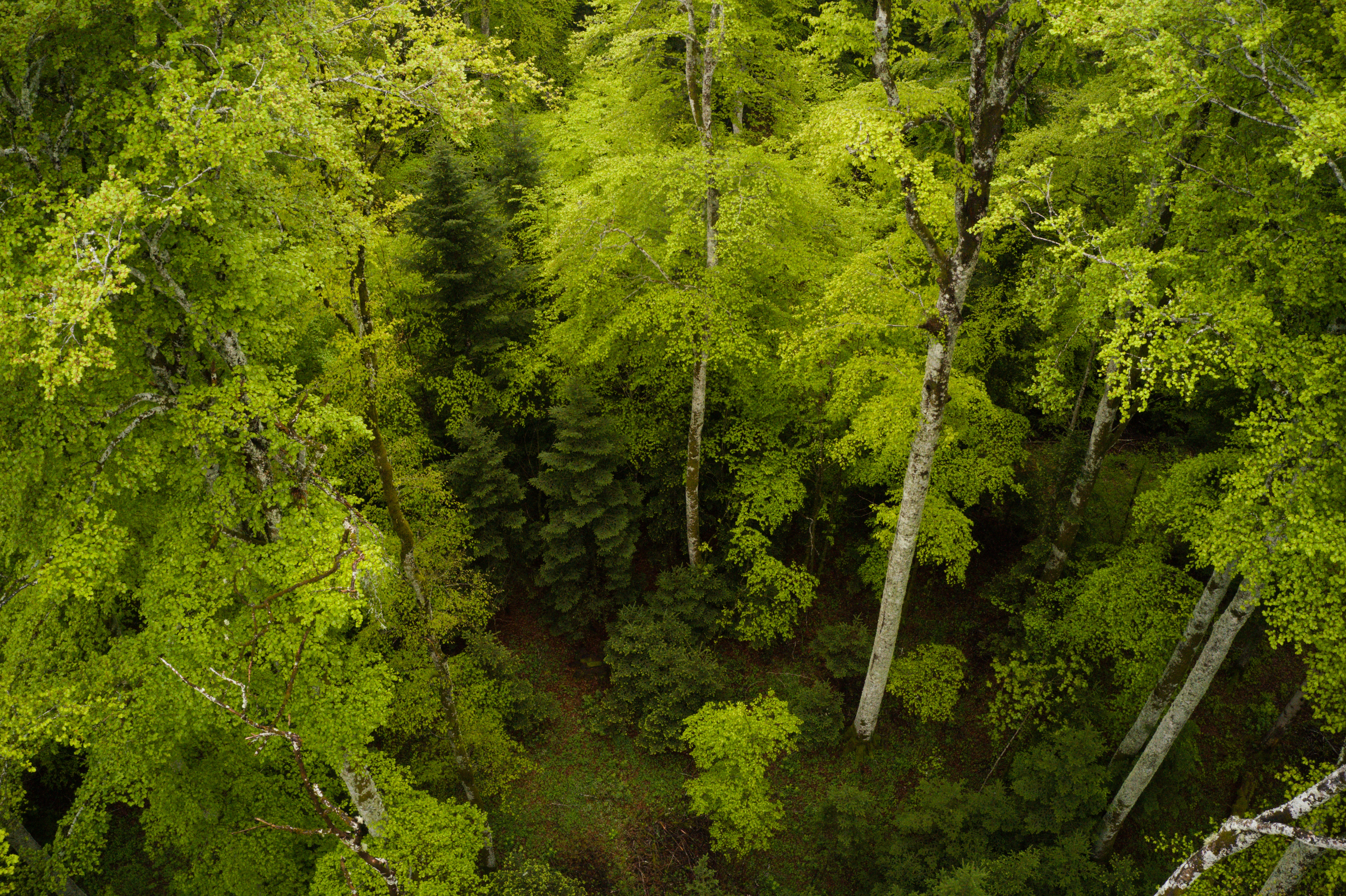 La mise en oeuvre du FSSD