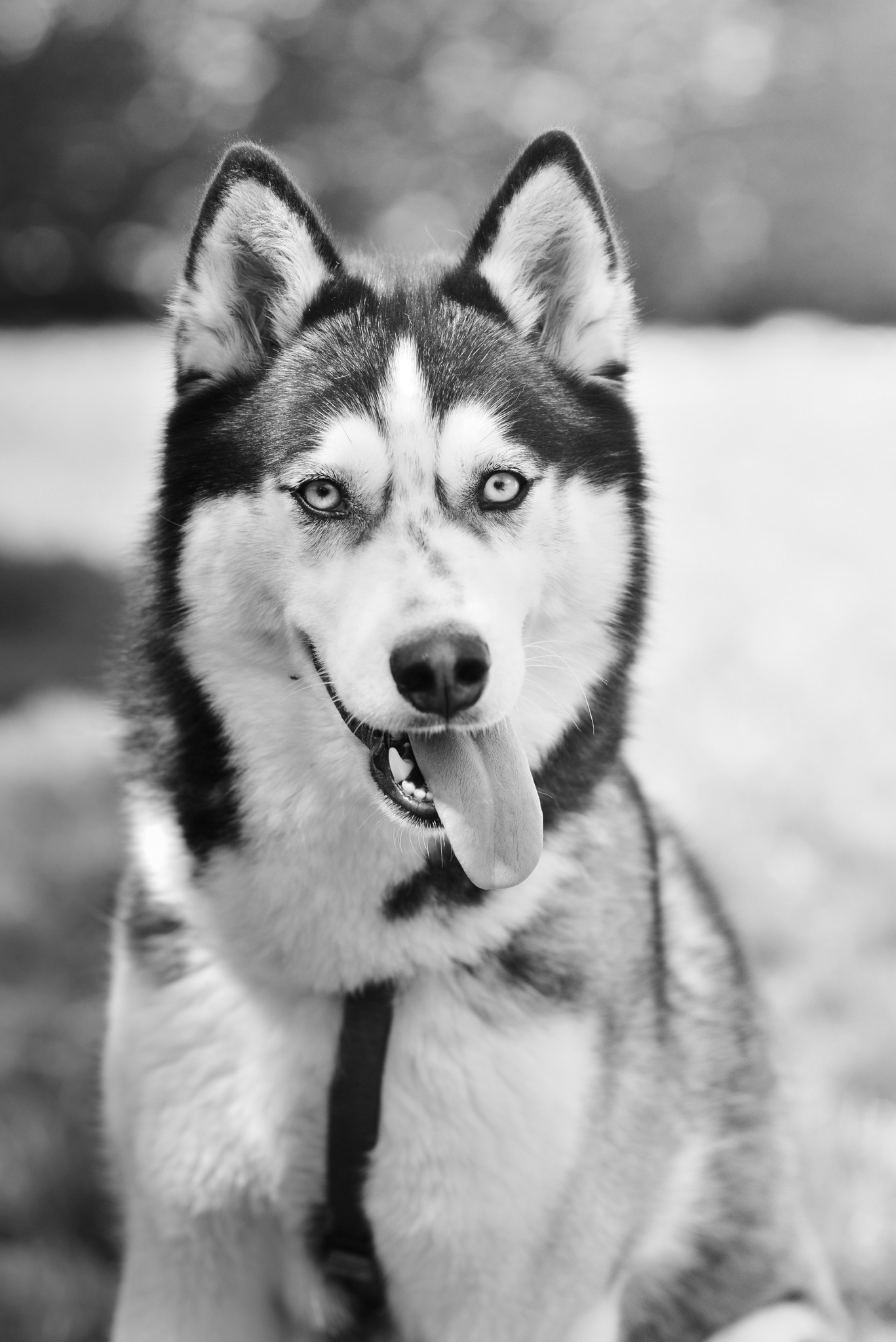 489944652 122224987100219311 6464294613688134735 n