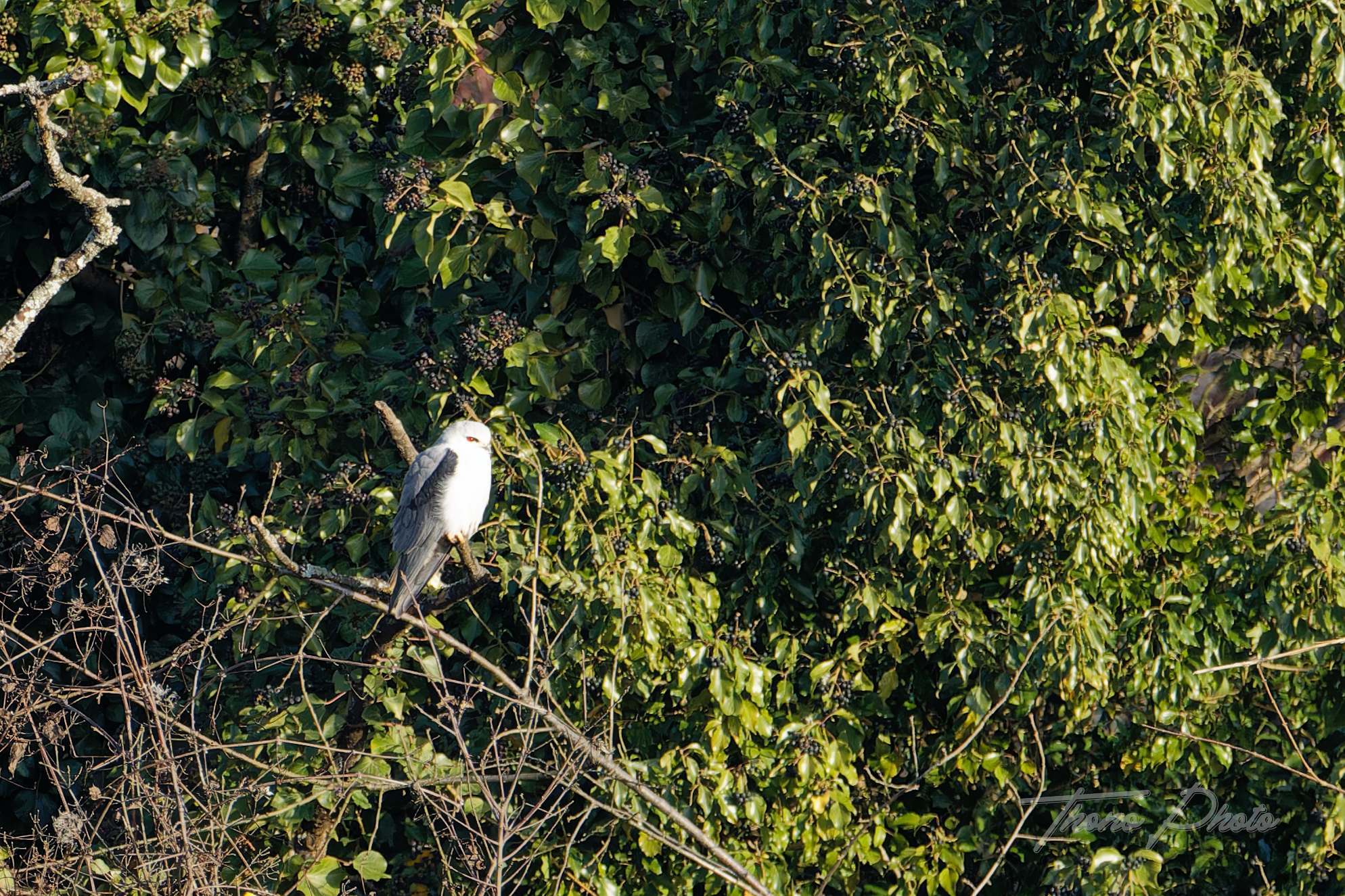 Elanion blanc aigondigne 2025 12 28 a2136f