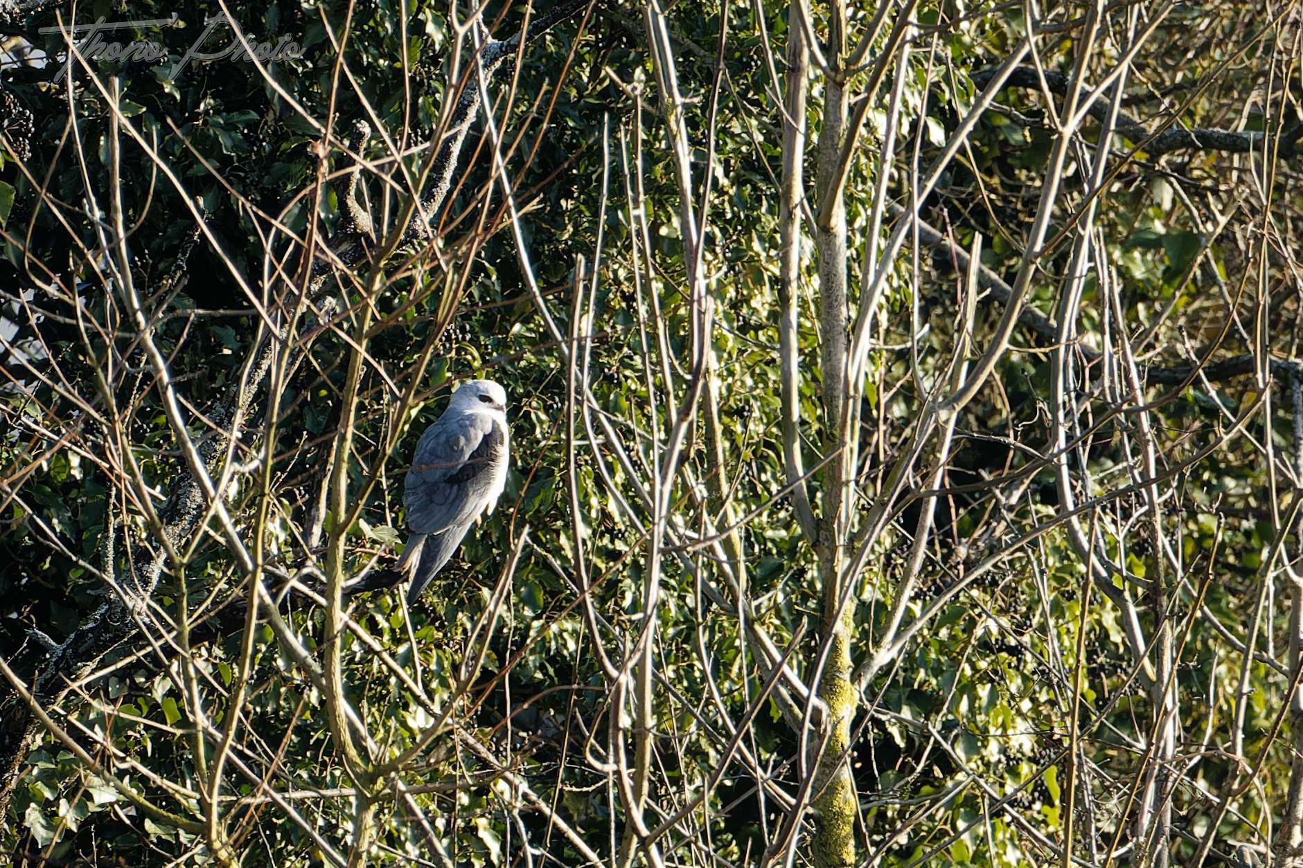 Elanion blanc aigondigne 2025 12 28 a1973f