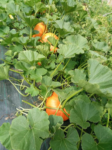 Egqm4 39155854 1146684728814298 4652372415421087744 n