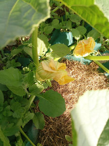 Egqll img 20180703 200432