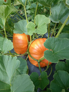 Egql1 img 20180814 165629