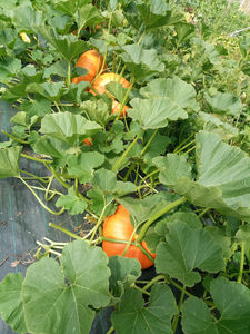 Egql0 img 20180814 165618