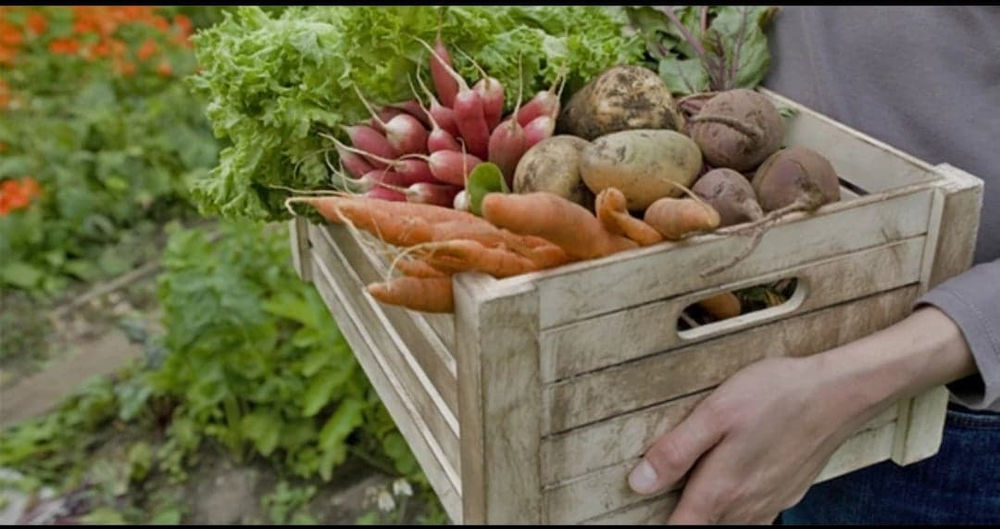 Eglab legumes du saladou