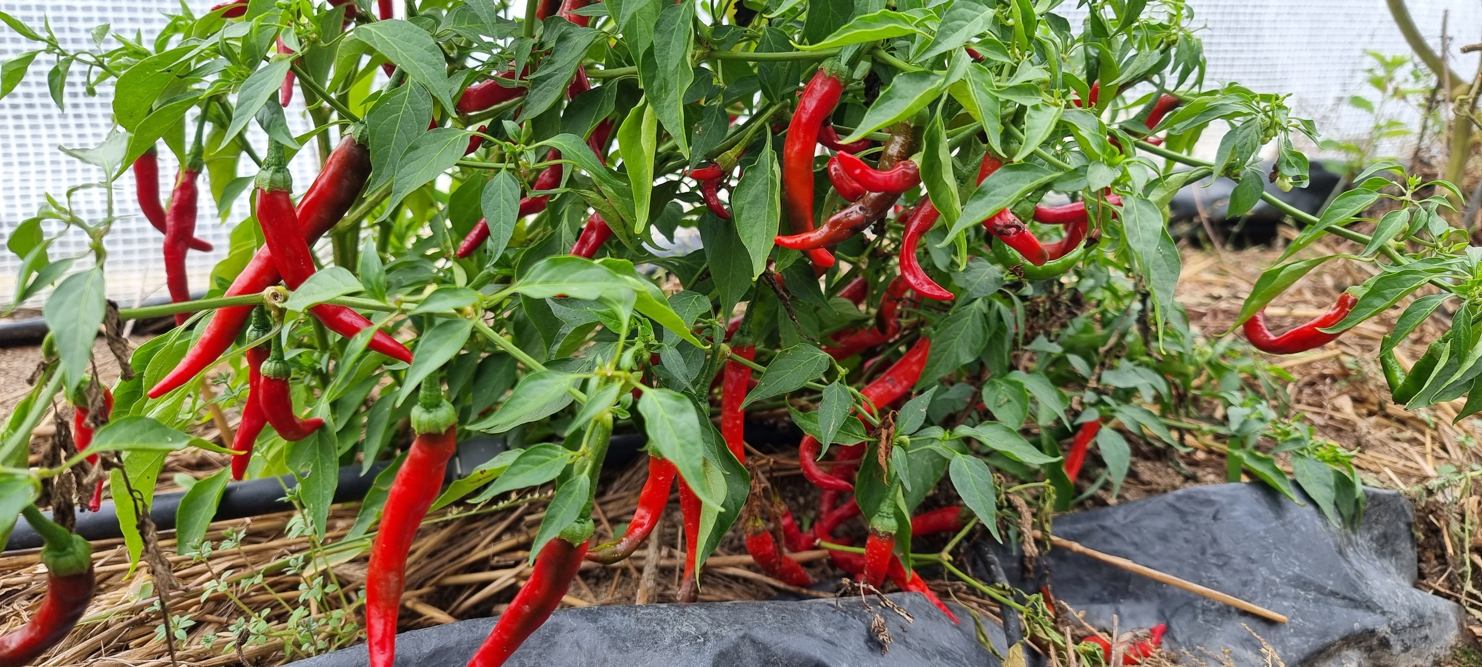 557419405 1380364060757029 7398496224935997621 n