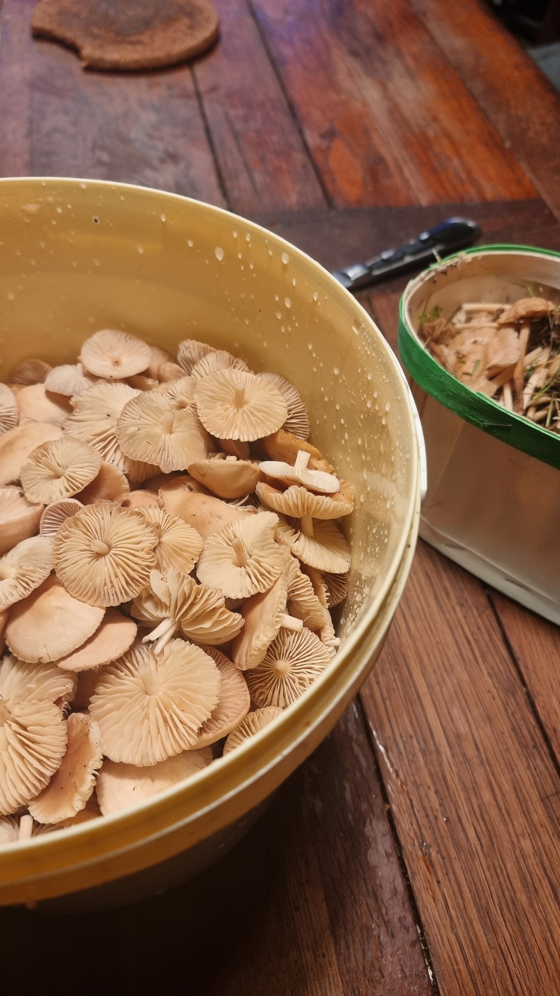 549280006 1364107725715996 4272893437438138928 n