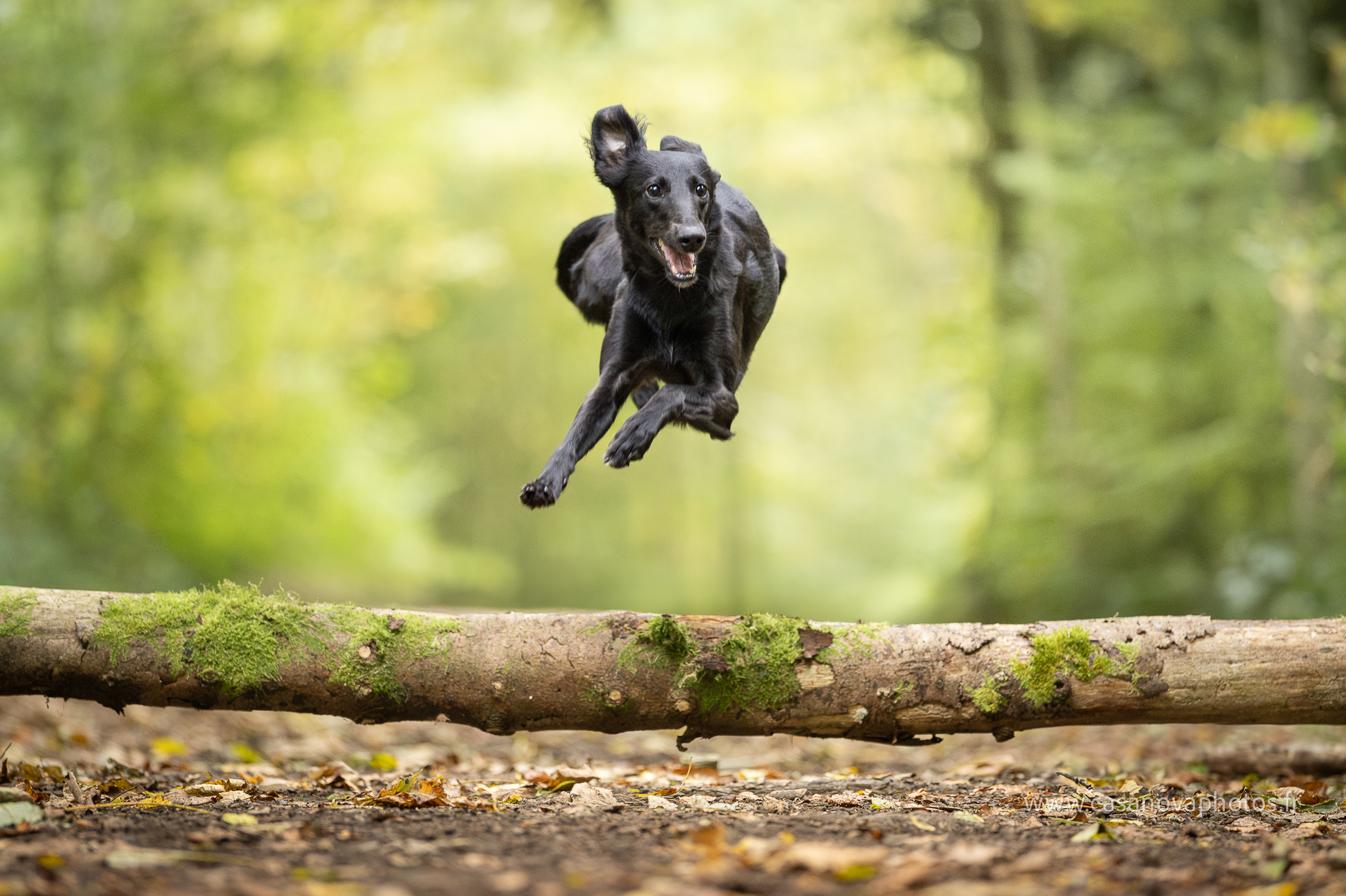 4s6a0666top enhanced nr 2