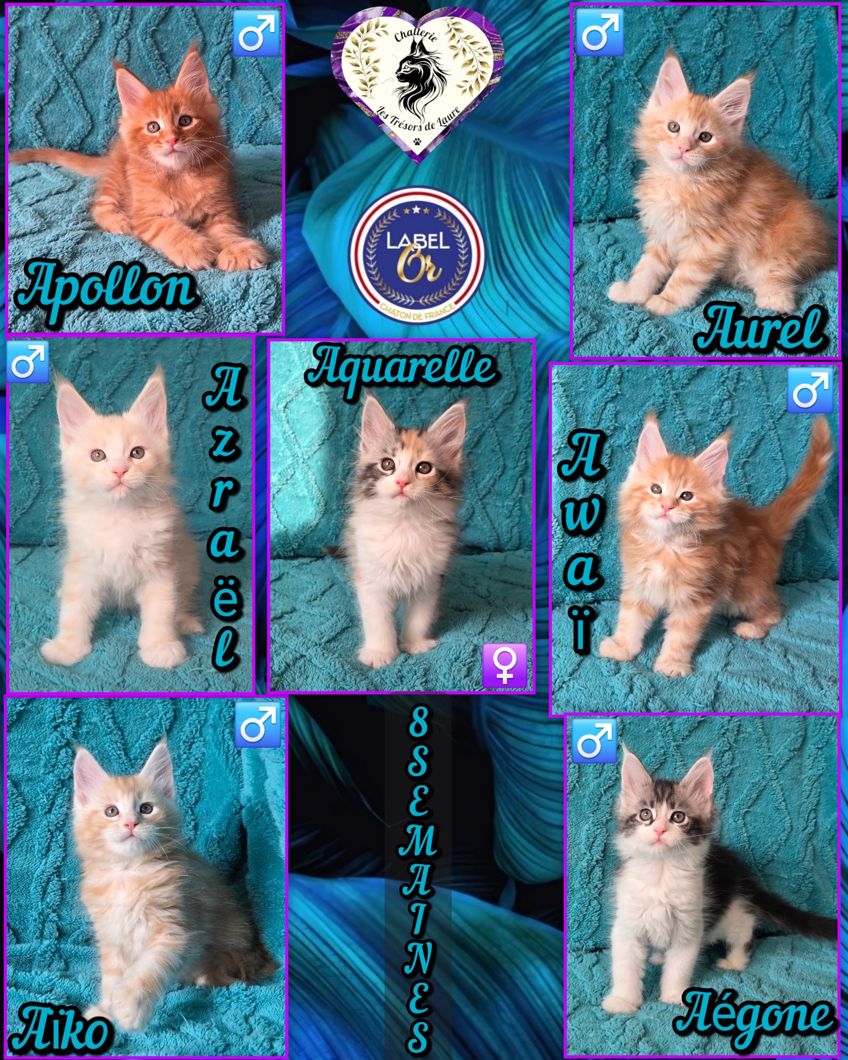 Photocollage 2026115172640359-1-