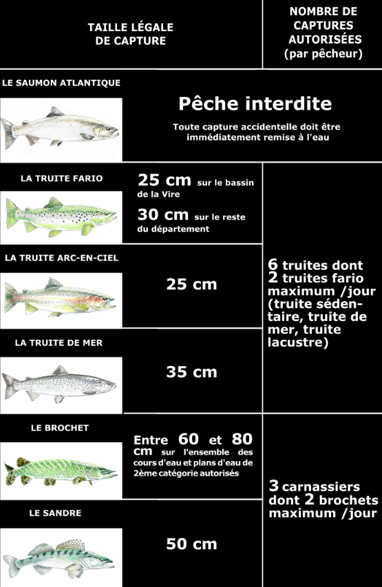 Taille légale de cature