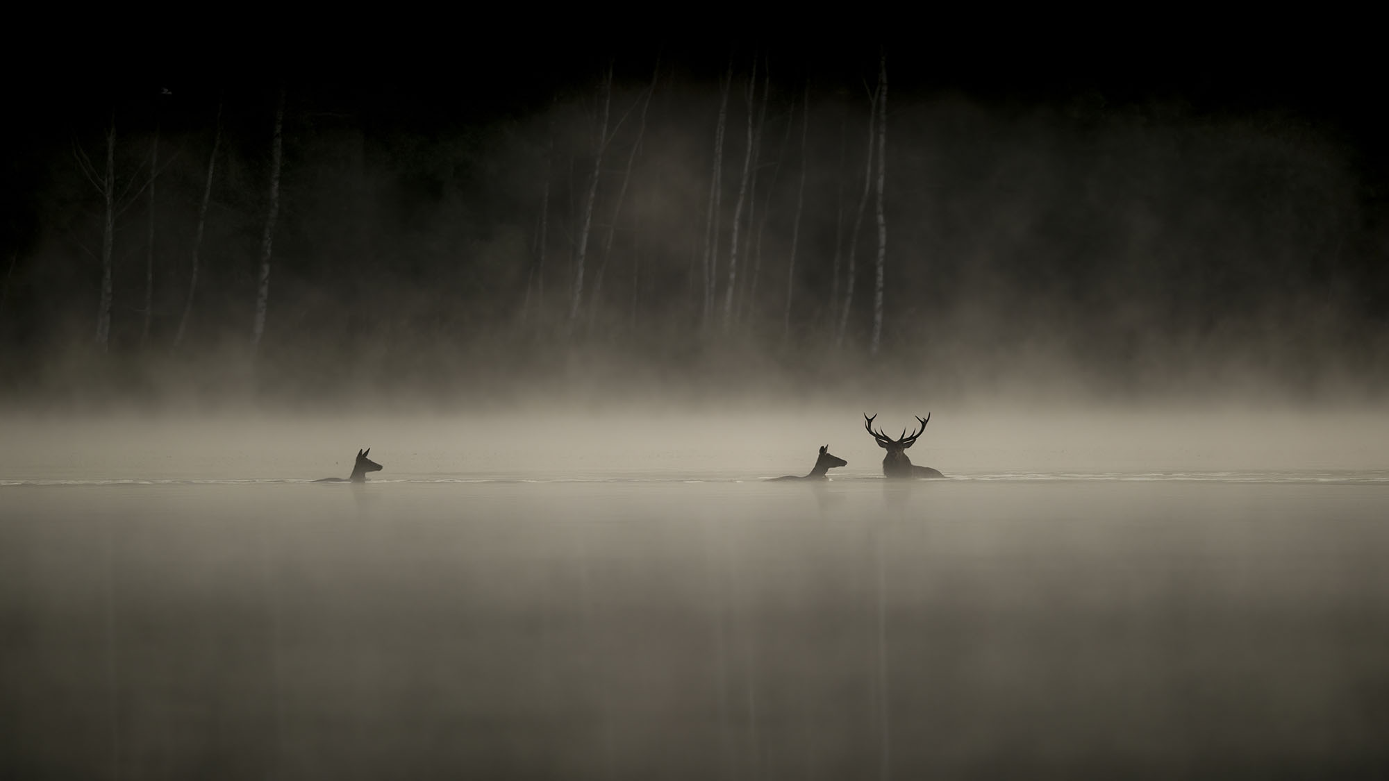 Lechantdesforets vincentmunier aspas