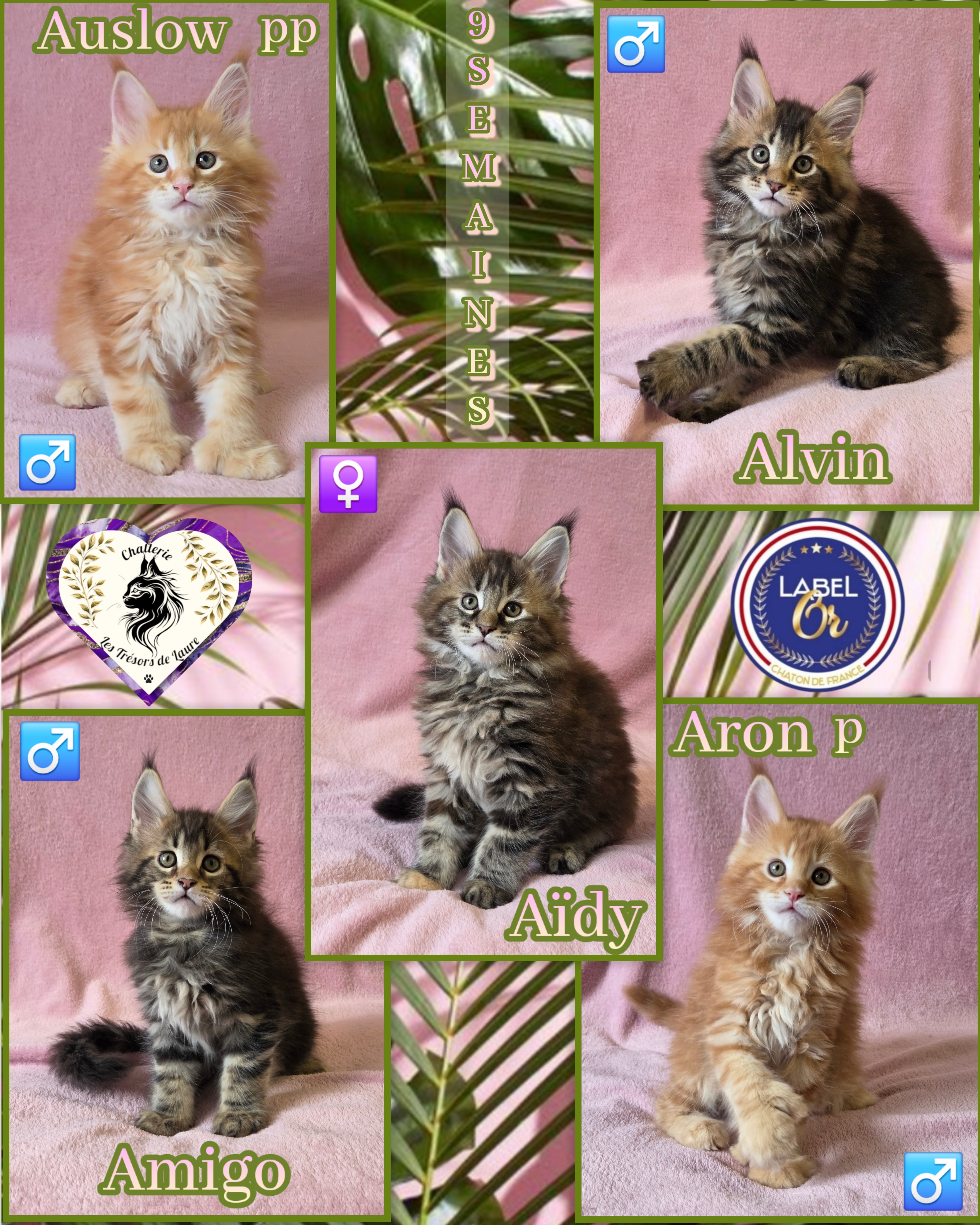 Photocollage 202612013521024-1-