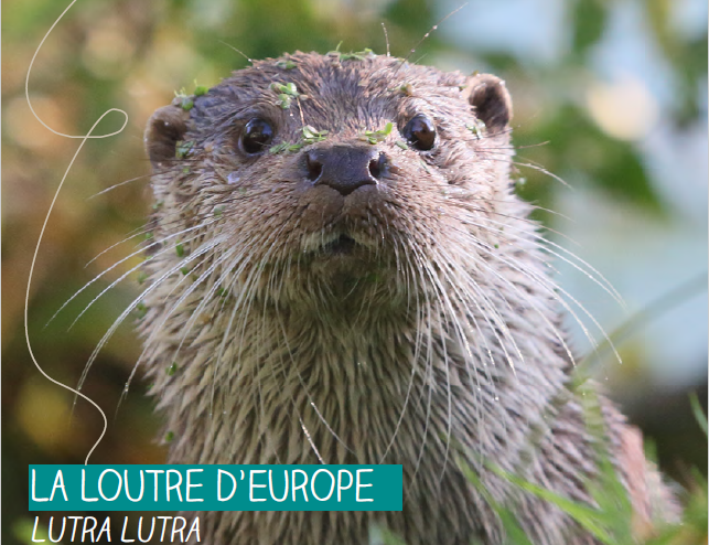 La Loutre est de nouveau présente sur le bassin versant de la Risle et de la Charentonne !