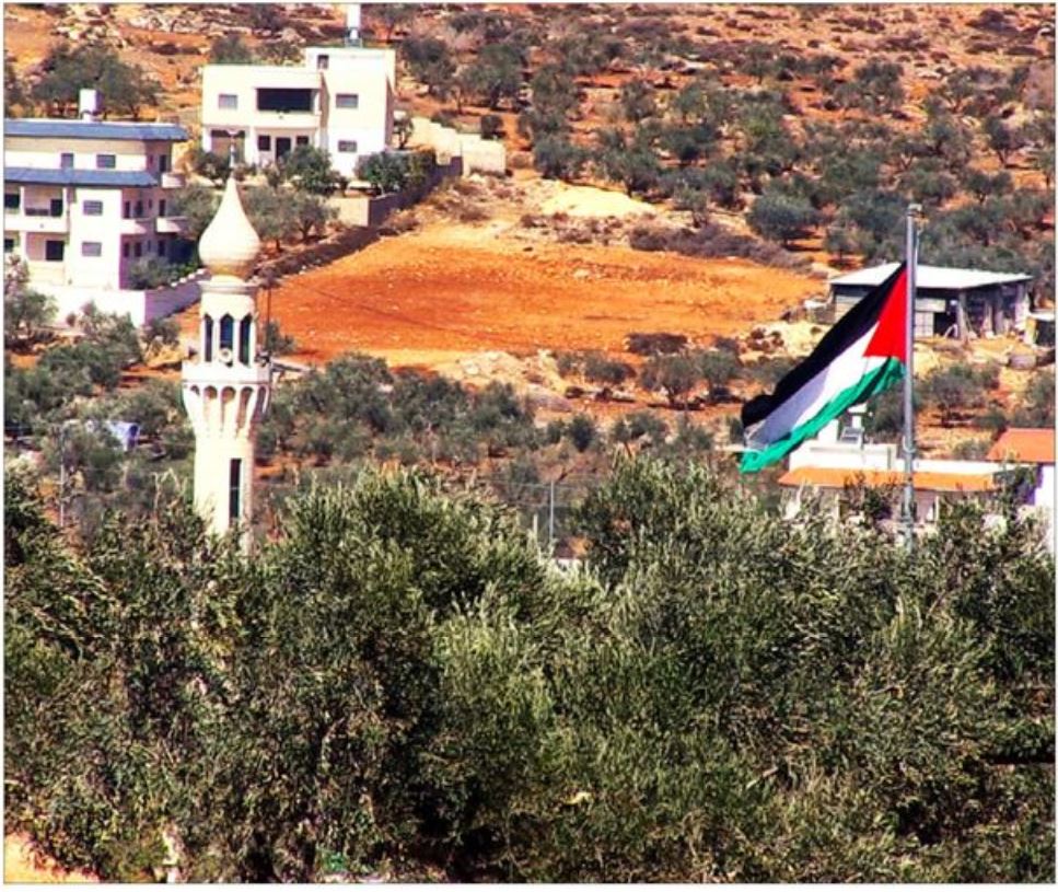 Récoltes d'olives : Les témoignages de Saniyyah et Basima 