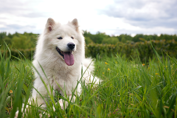 Samoyed