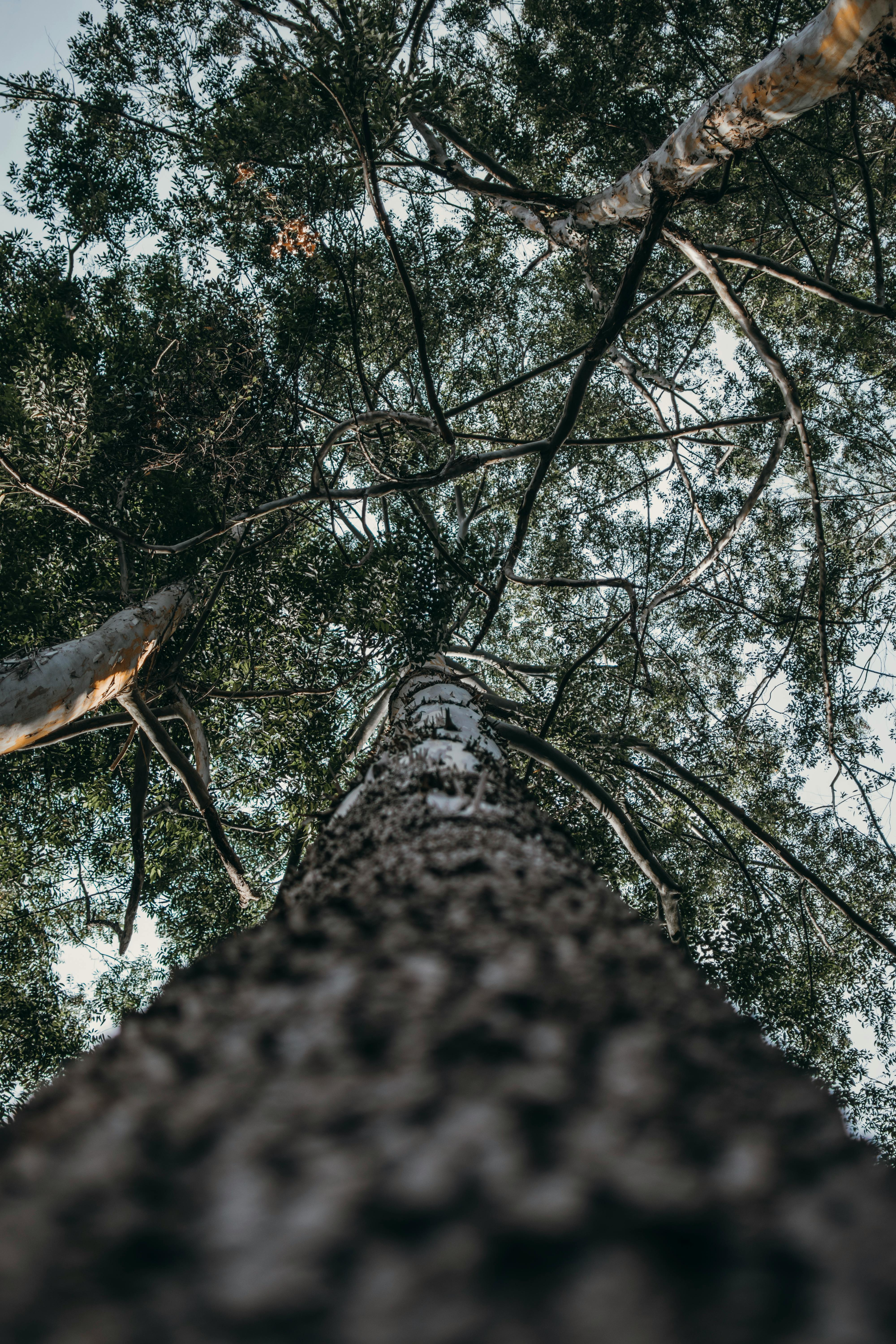 Pexels-dudumatik-2952918