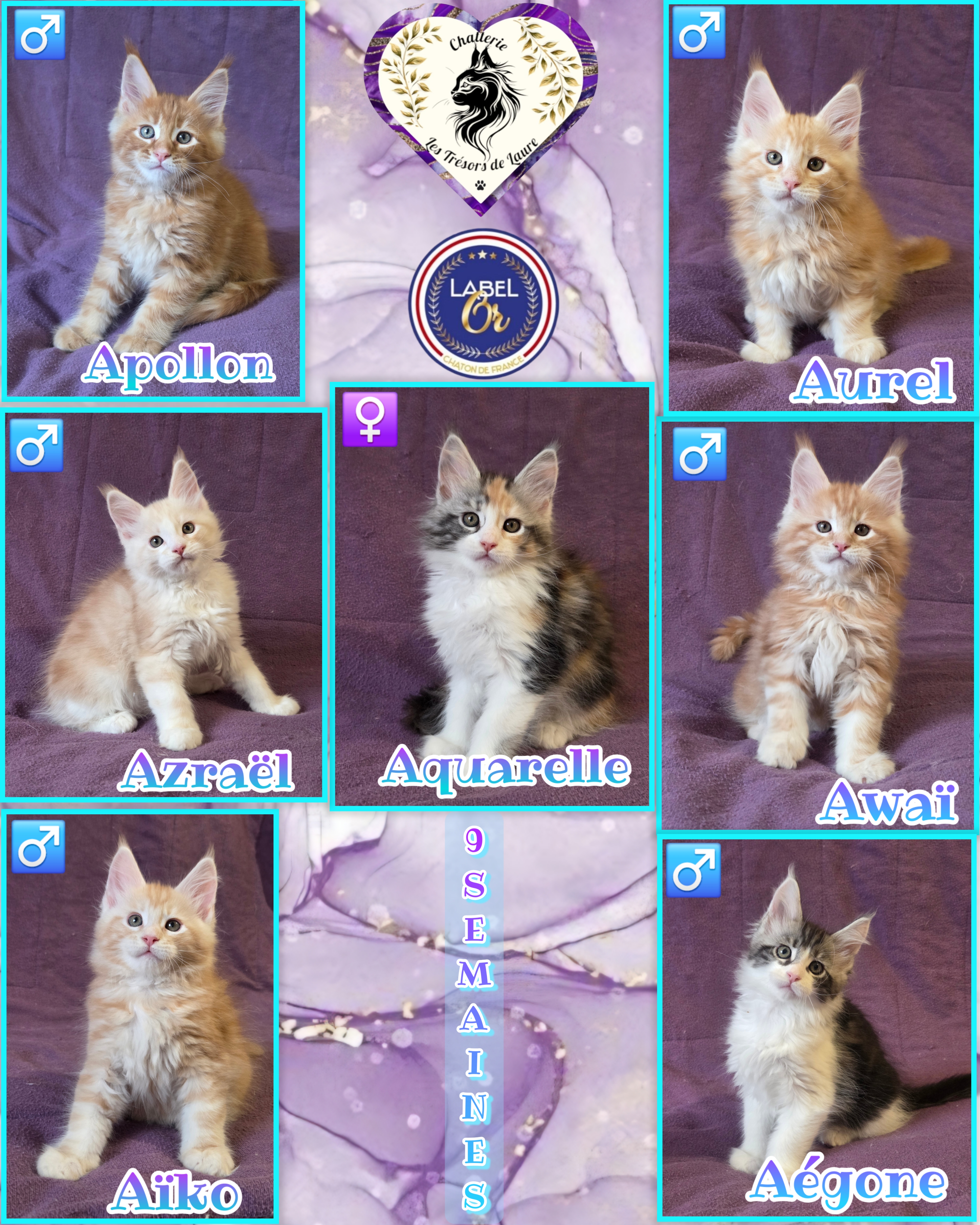 Photocollage 2026122165656447-1-