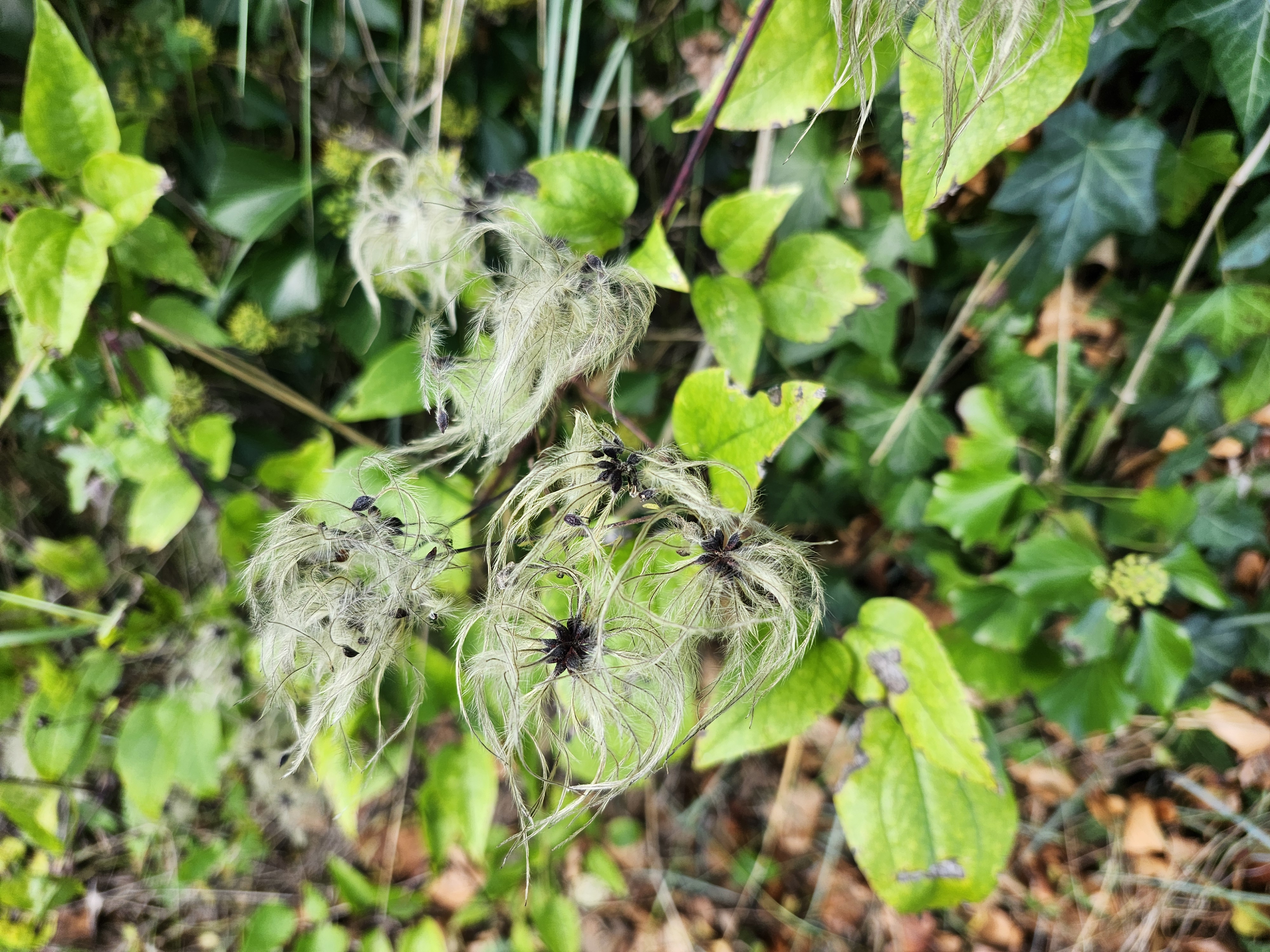 Clematiteakenes