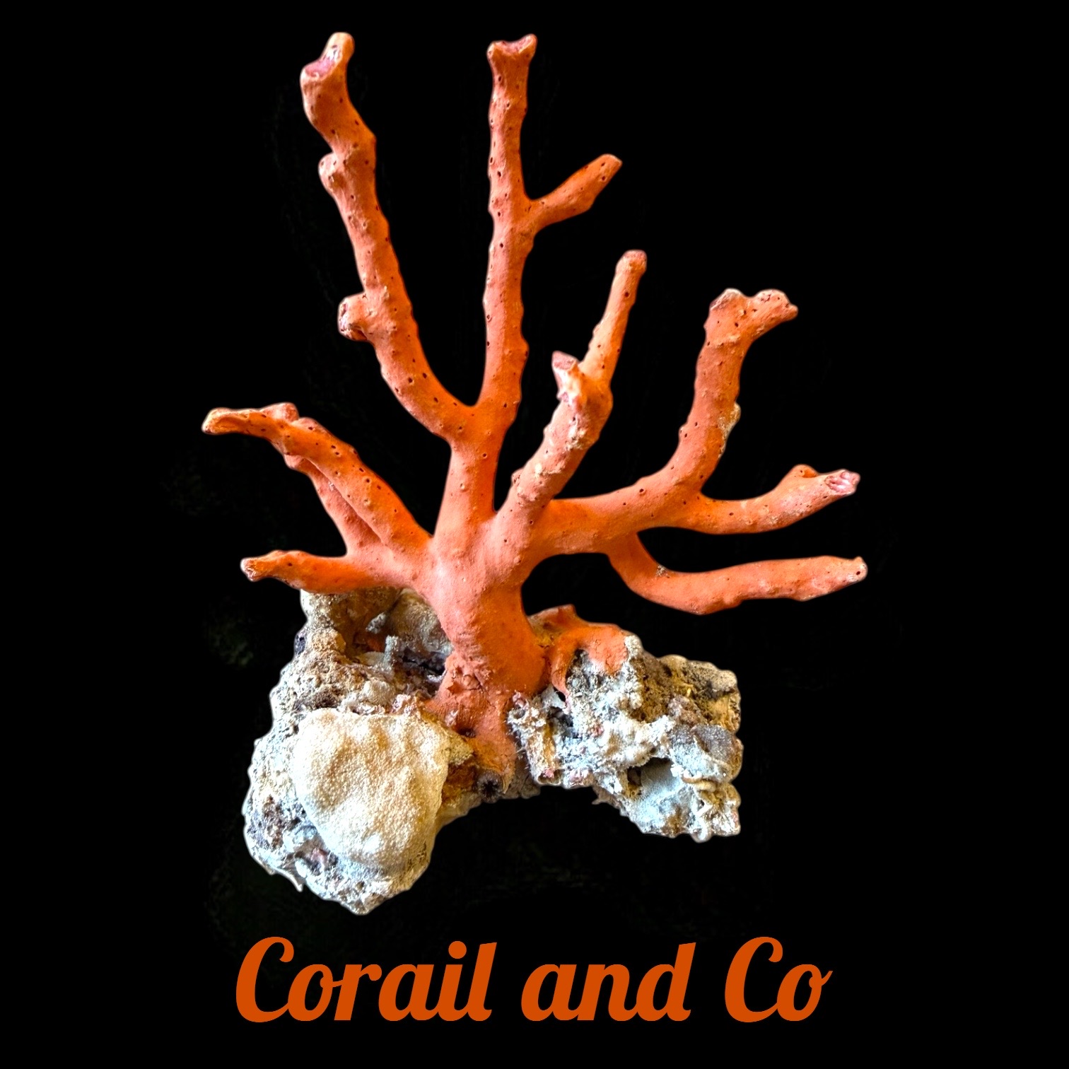 Photoroom 20260104 162117